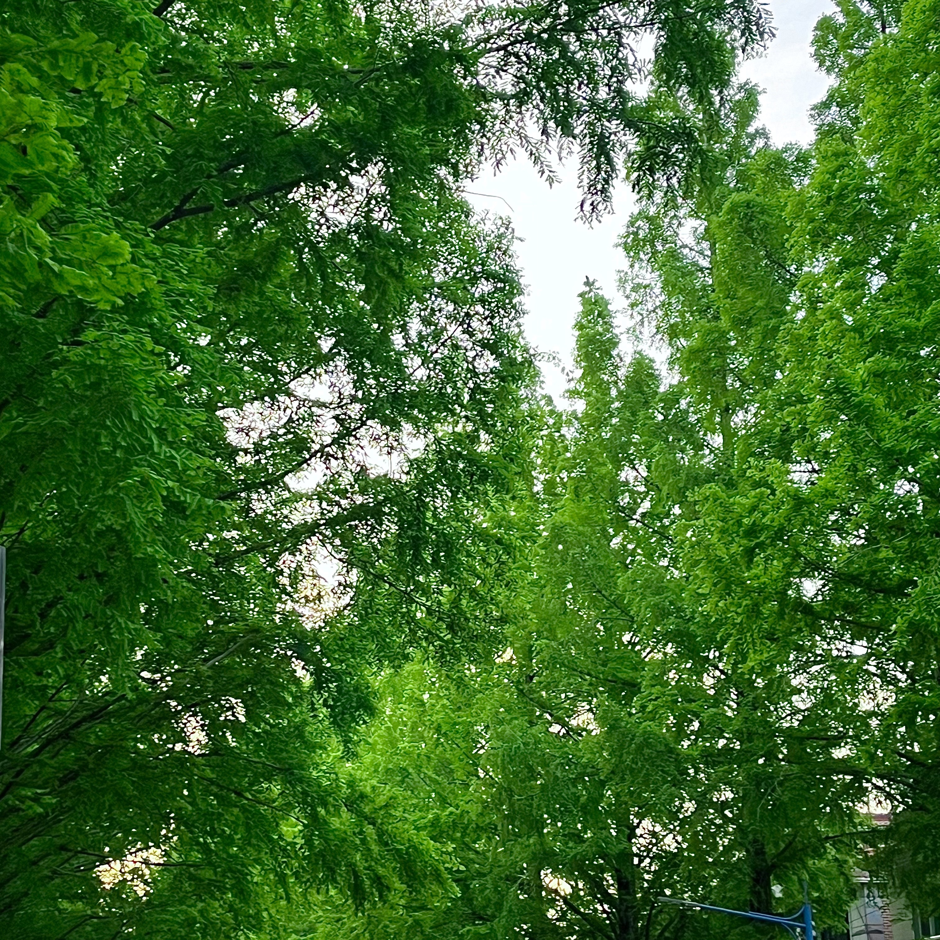leecoli님의 스타일 - 2