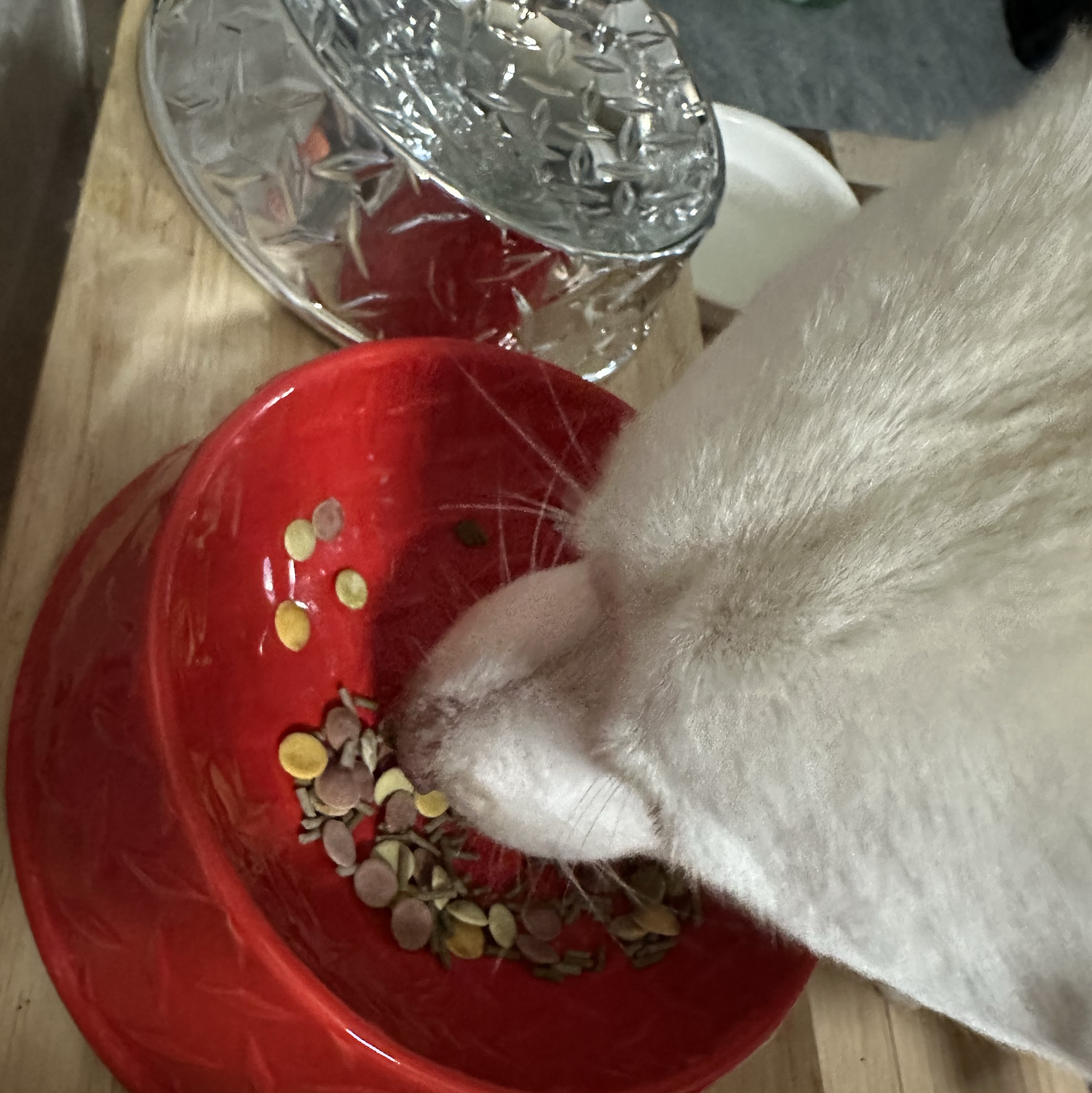 Supreme Diamond Plate Dog Bowl Red - 23SS 착용 스타일