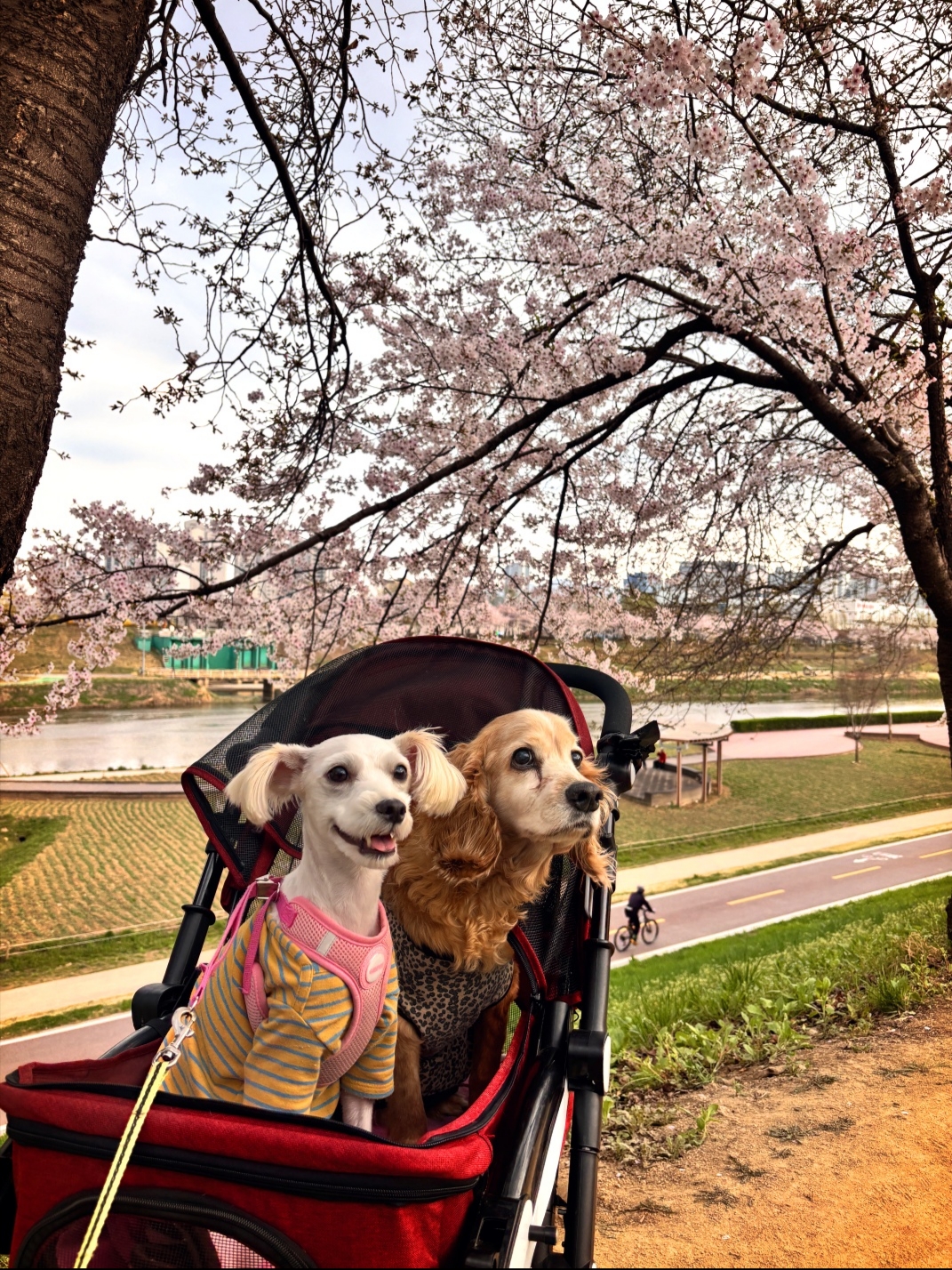 몽이🐕‍🦺짱이🦮점순🐕코코🐩룸메이트님의 스타일