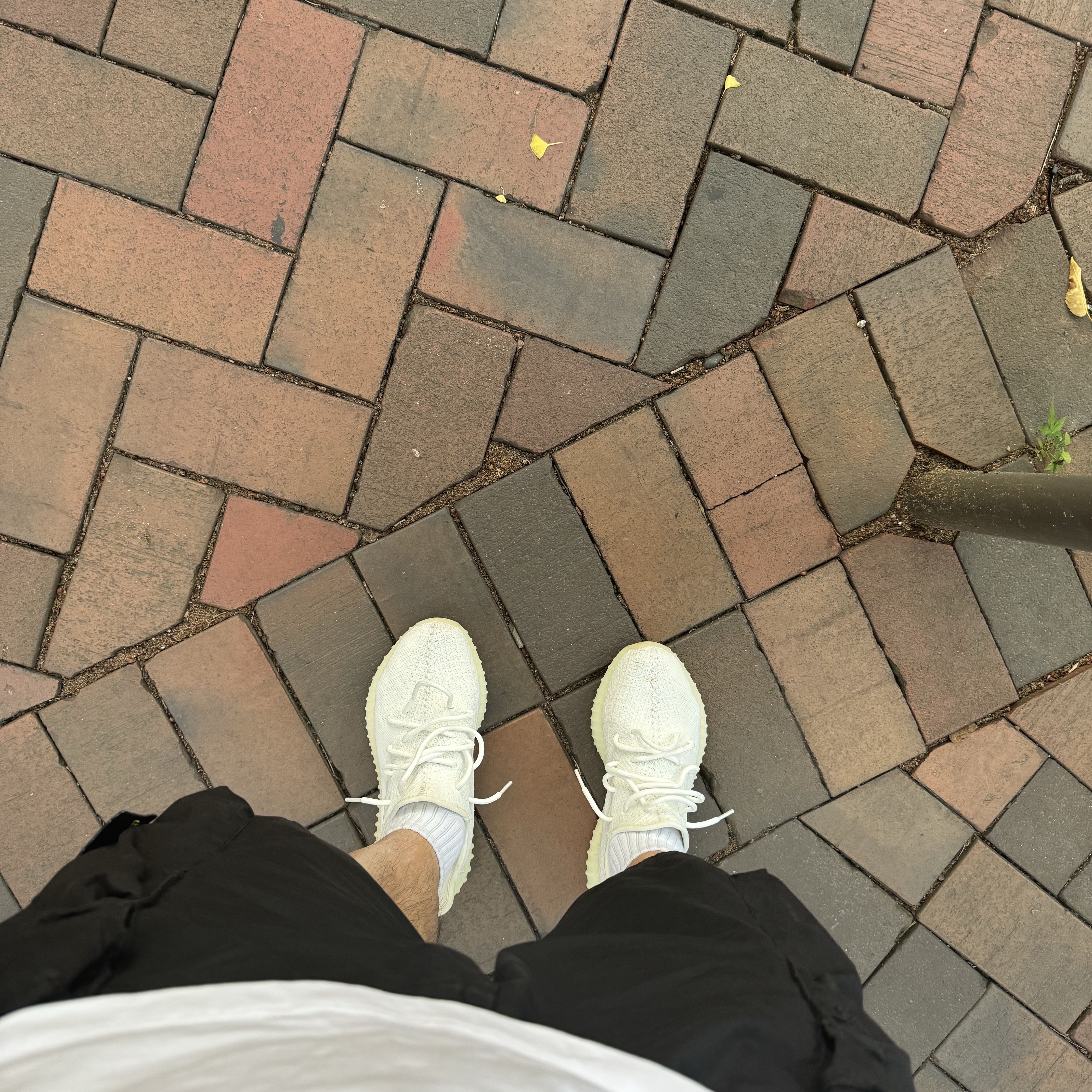 Adidas Yeezy Boost 350 V2 Cream/Triple White 착용 스타일