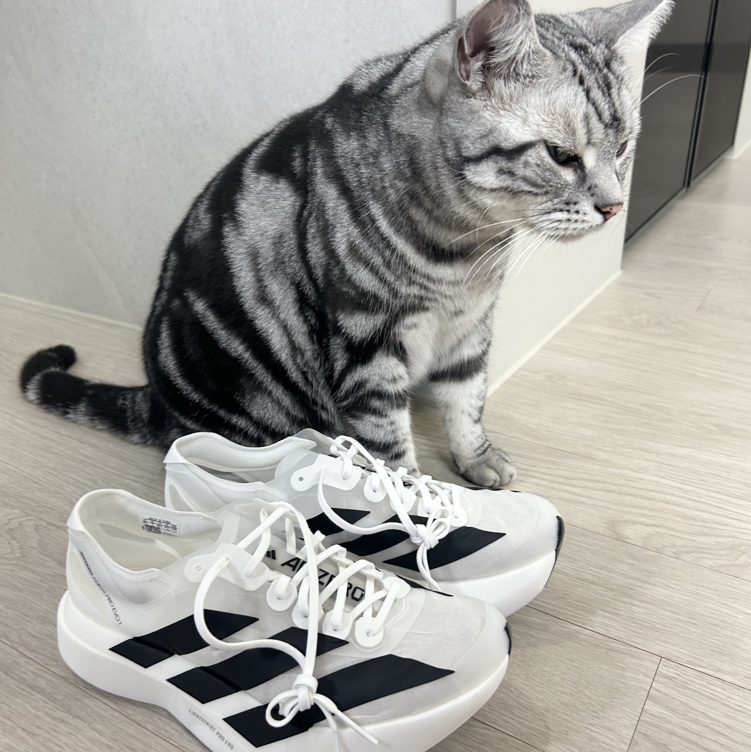 Adidas Adizero Adios Pro EVO 1 White Black, Satisfy Flitesilk Running Cap Black 착용 스타일 - 3