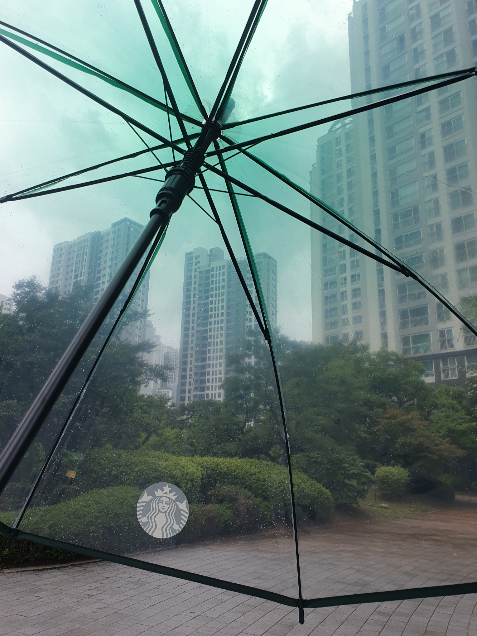 Starbucks Rainy Day Transparent Umbrella Green 착용 스타일 - 1