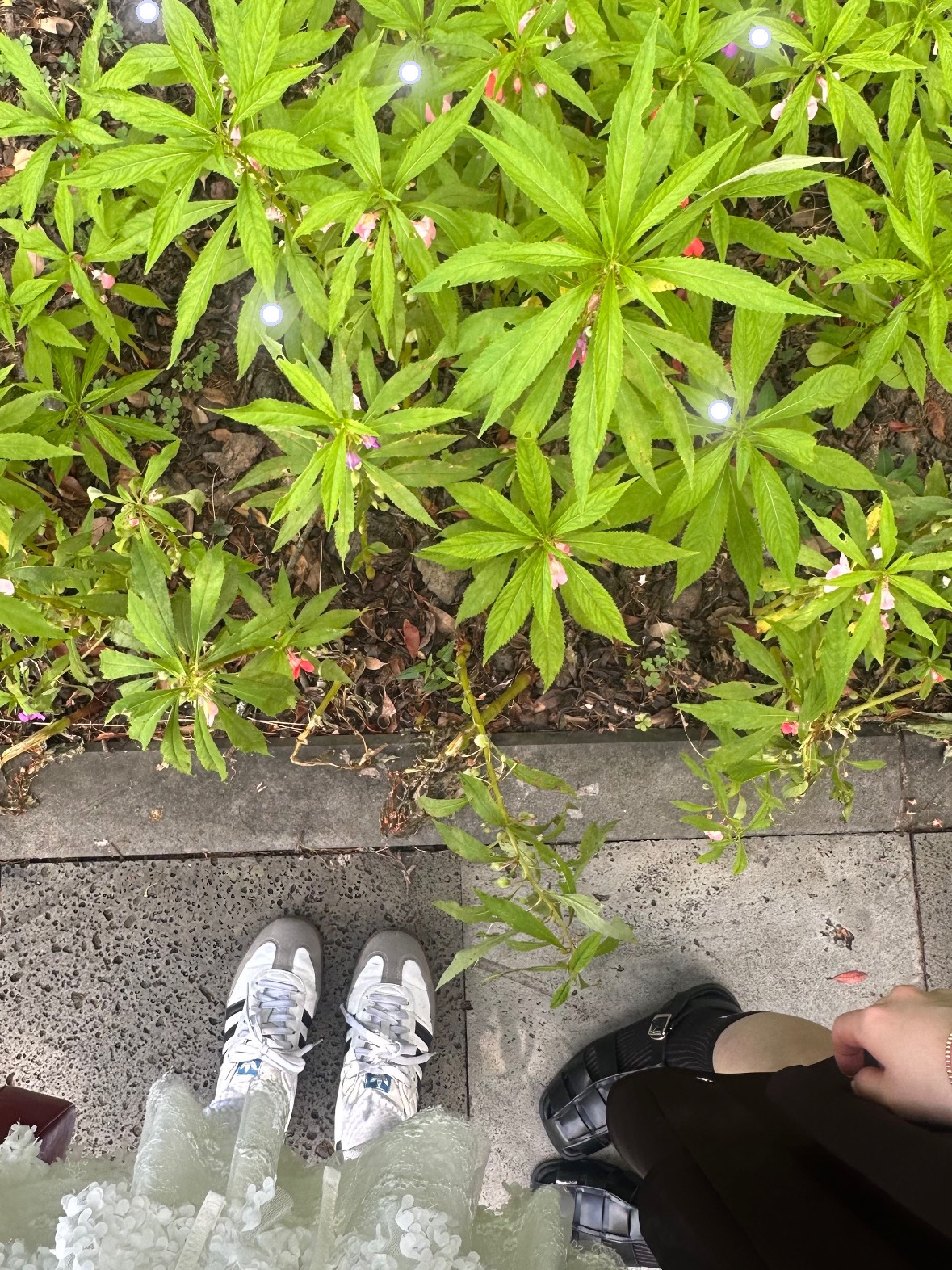 Adidas Samba Vegan White Black, (W) Glowny Everyday G Socks White 착용 스타일 - 2