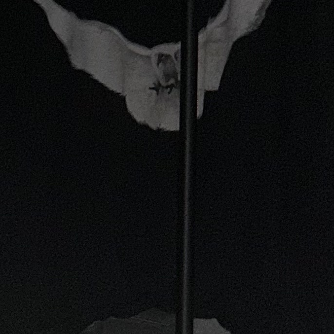 Yeezy Gap Engineered By Balenciaga Dove Hoodie Washed Black 착용 스타일