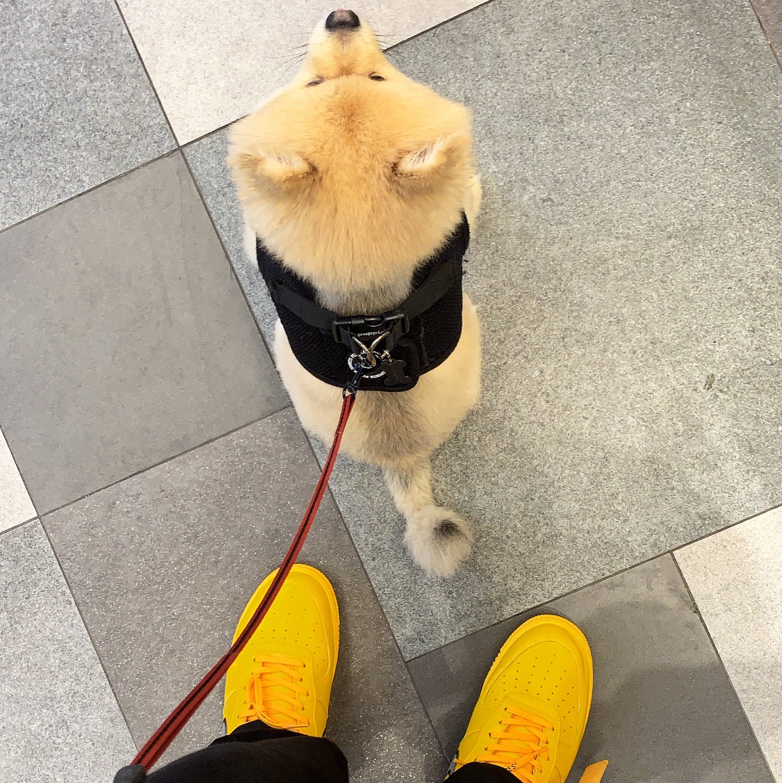 Nike x Off-White Air Force 1 '07 University Gold 착용 스타일