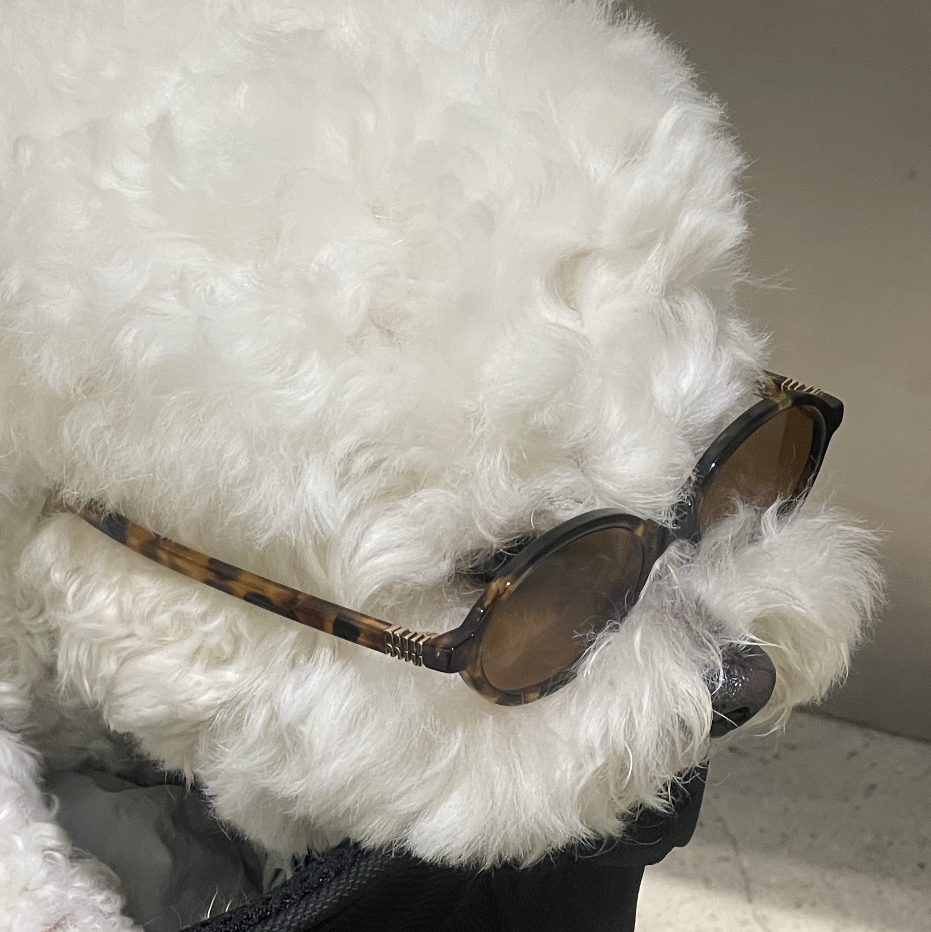 (W) Miu Miu Regard Sunglasses Blue Lenses Honey Tortoiseshell Acetate Standard fit 착용 스타일 - 1