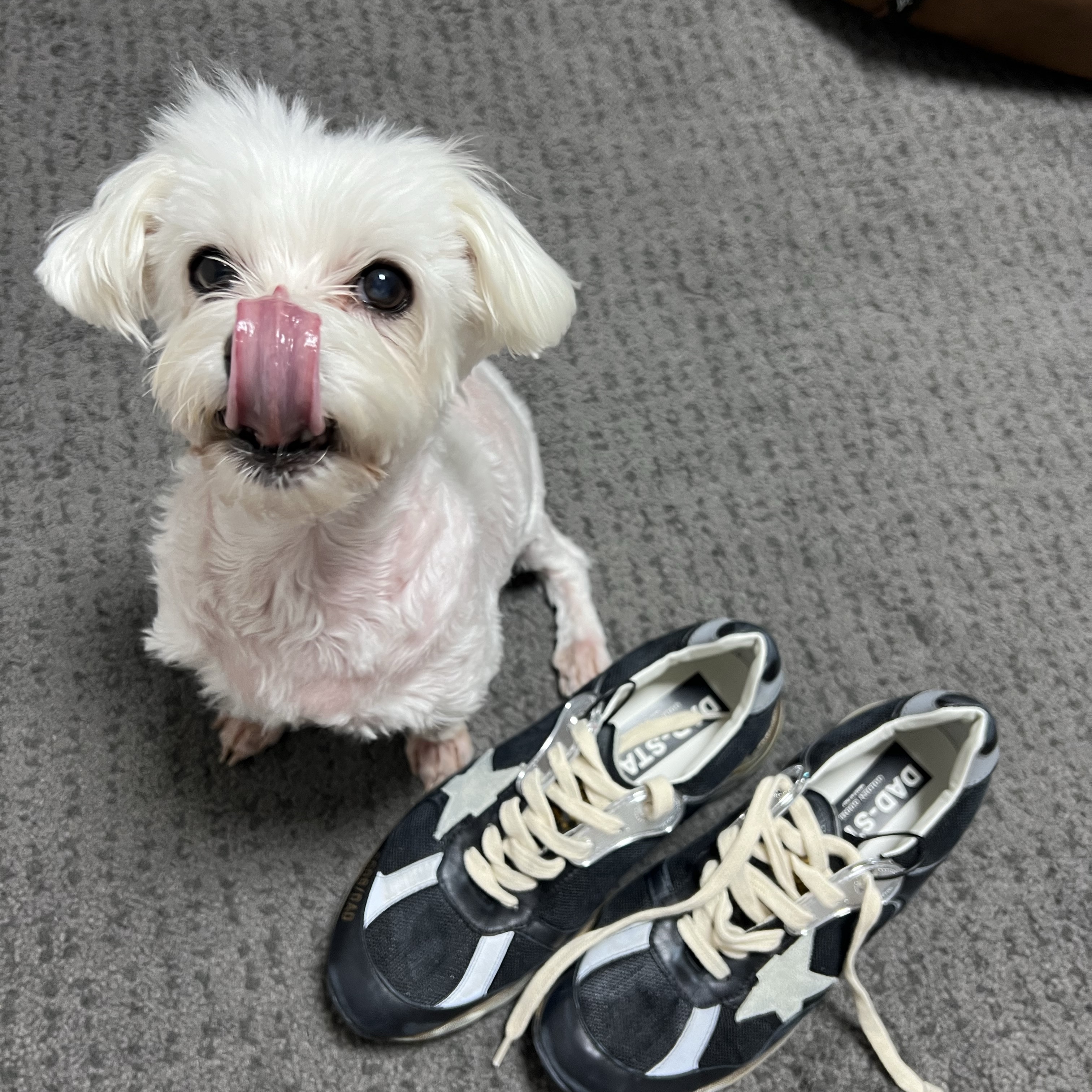 Golden Goose Mesh and Nappa Leather Dad-Star Sneakers Black Ice Gray 착용 스타일
