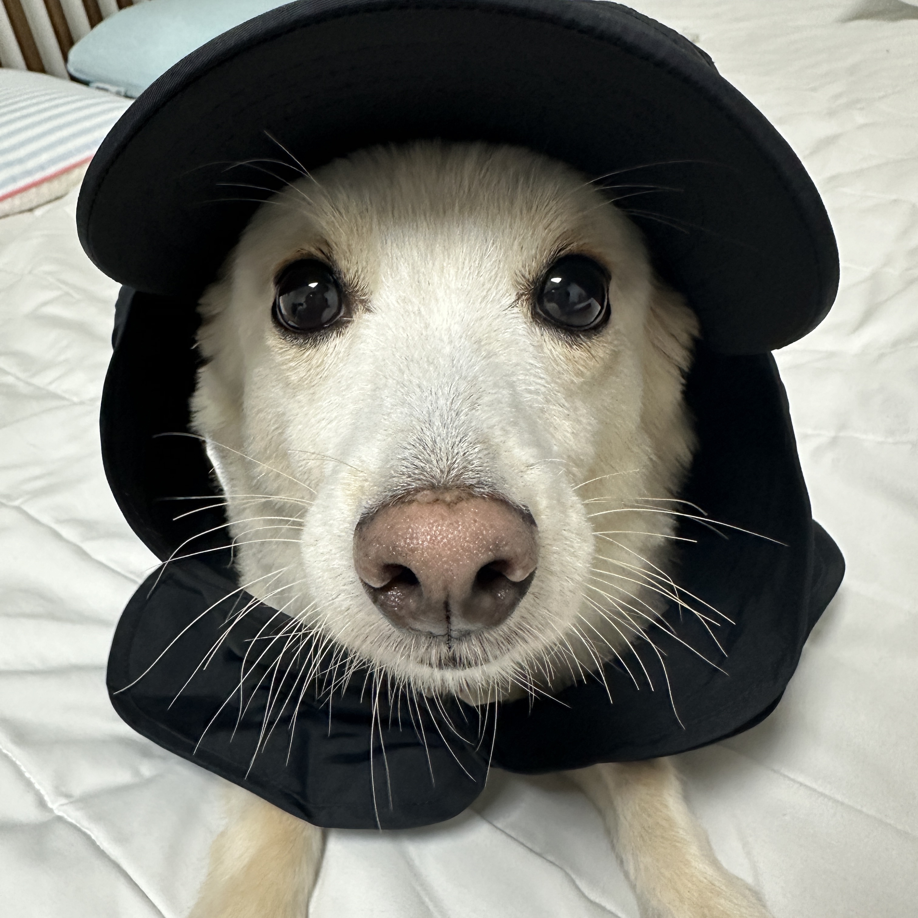 The North Face Eco Light Shield Hat Black 착용 스타일