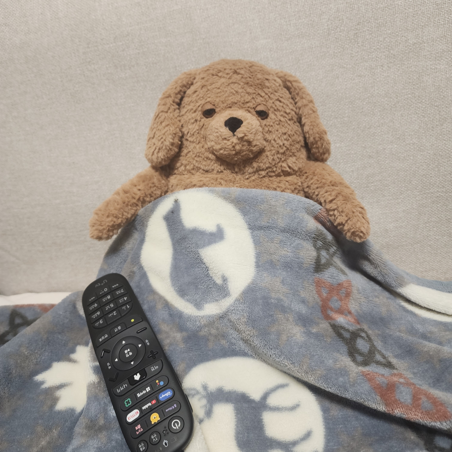 Jellycat Amore Dog Brown 착용 스타일 - 1