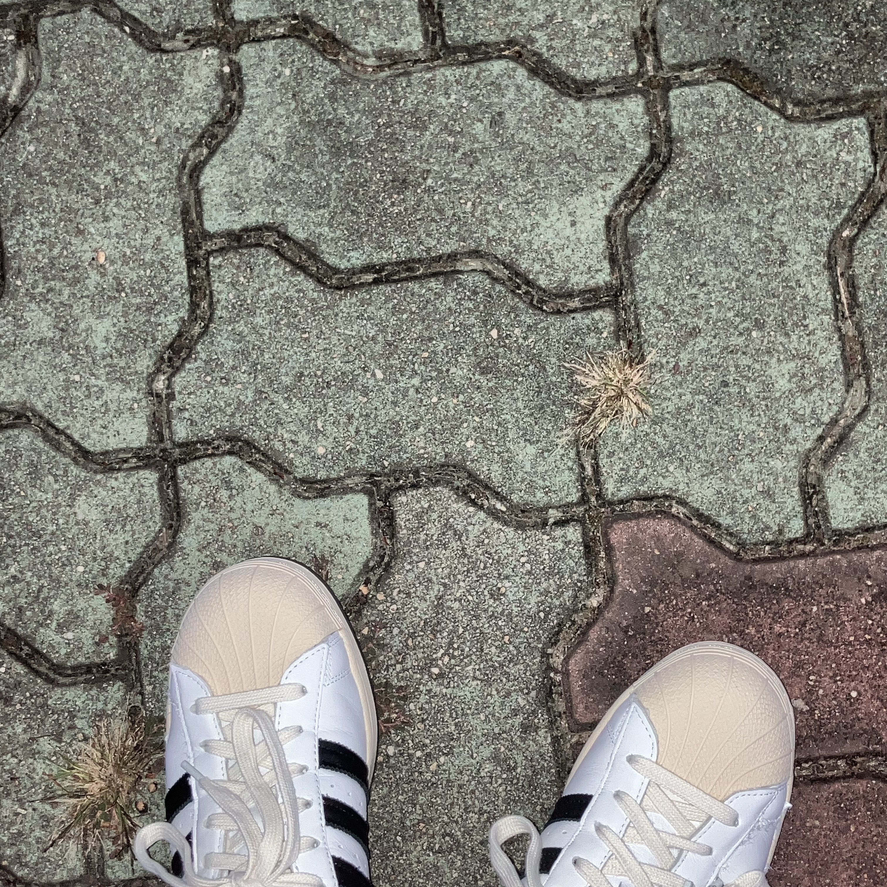 Adidas x Taegeukdang Superstar White Black 착용 스타일