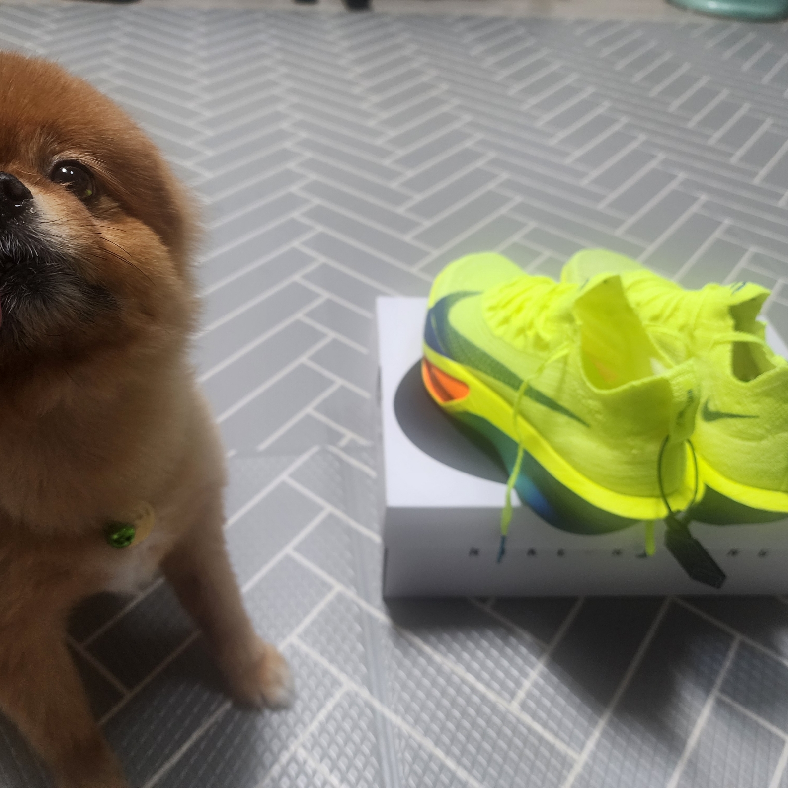 Nike Air Zoom Alphafly Next% 3 Volt 착용 스타일