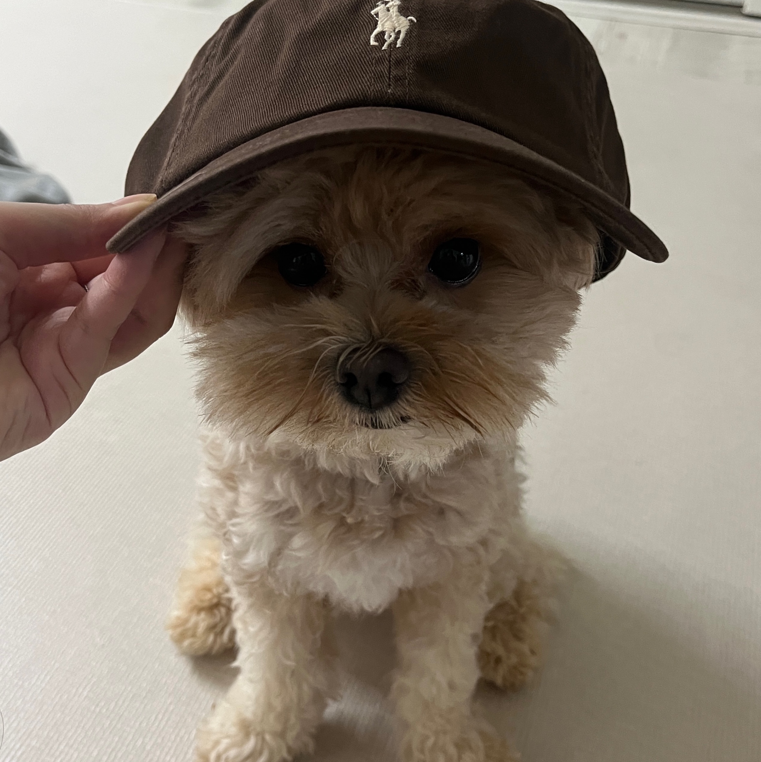 [30% 적립] Polo Ralph Lauren Cotton Chino Ball Cap Cooper Brown - 24FW 착용 스타일