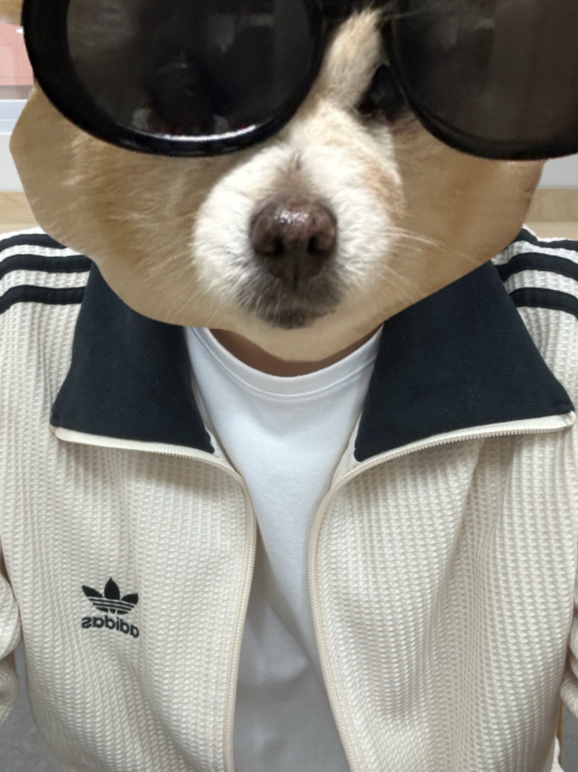 Adidas Waffle Beckenbauer Track Top Wonder White - KR Sizing 착용 스타일