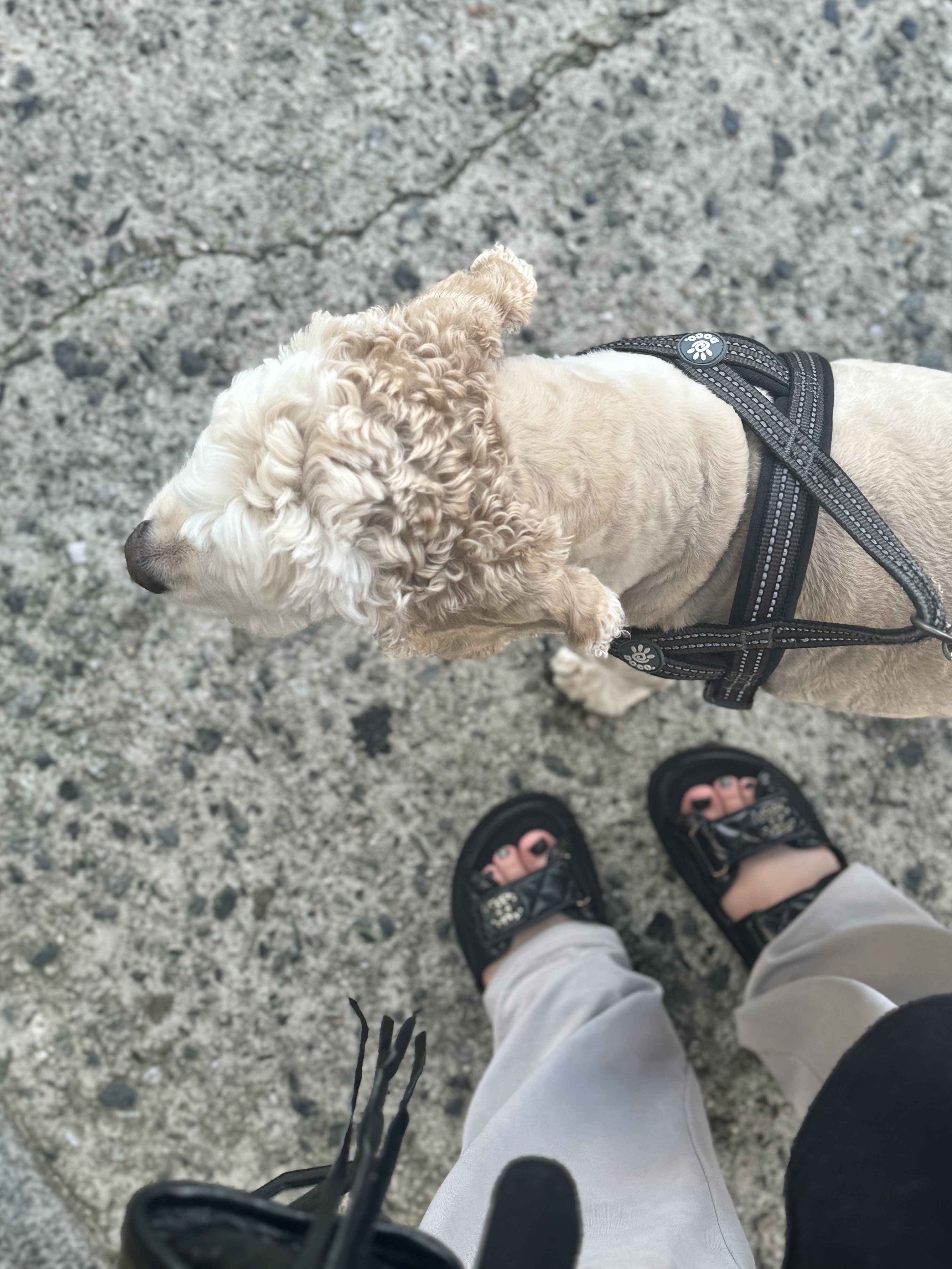 (W) Chanel Mules Lambskin & Black 착용 스타일