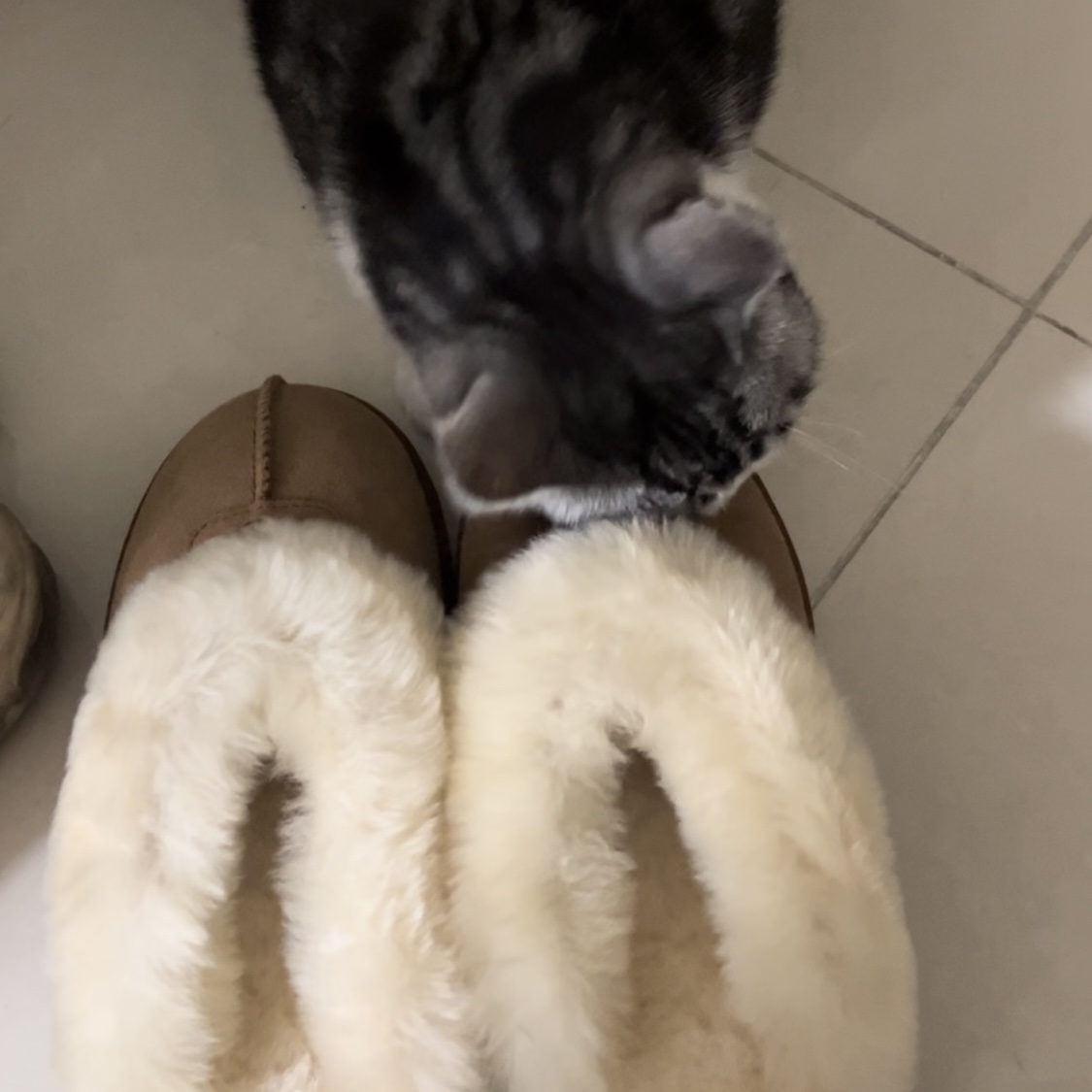 (W) UGG Coquette Slipper Chestnut 착용 스타일 - 3