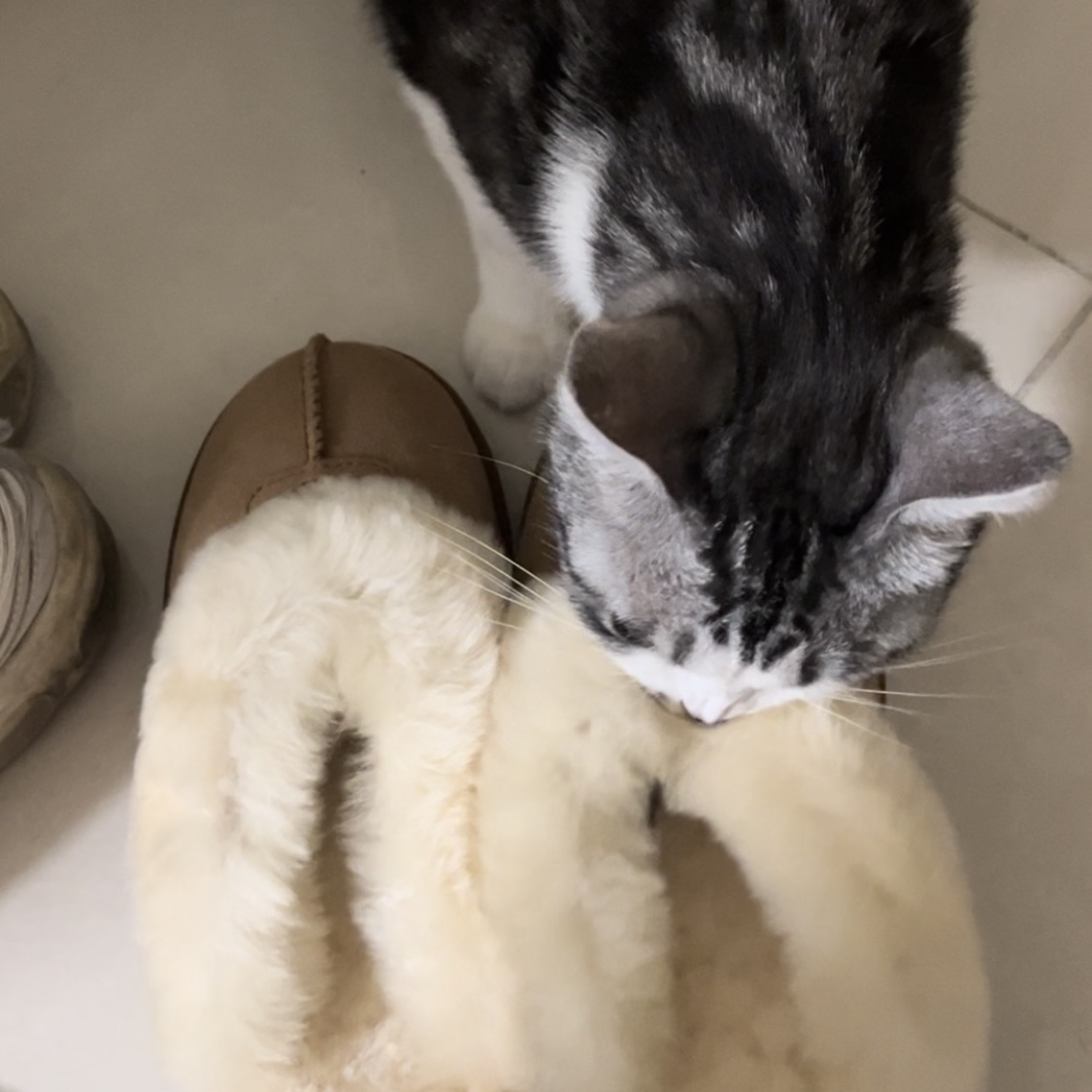 (W) UGG Coquette Slipper Chestnut 착용 스타일 - 2