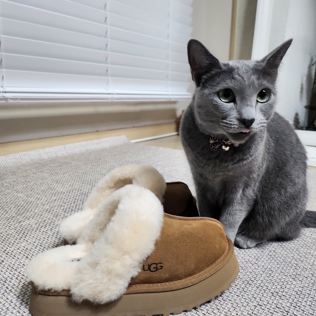 (W) UGG Disquette Slipper Chestnut 착용 스타일 - 1