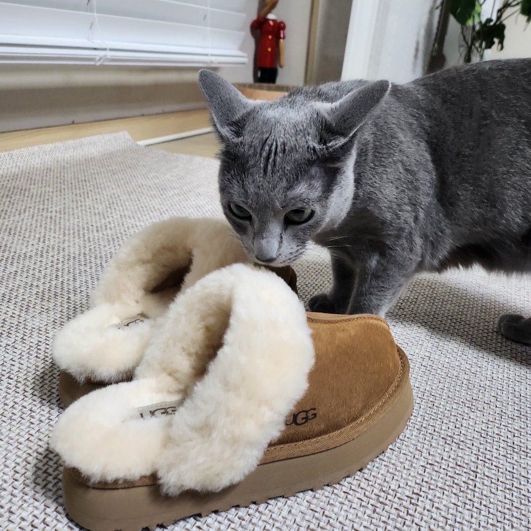 (W) UGG Disquette Slipper Chestnut 착용 스타일 - 2