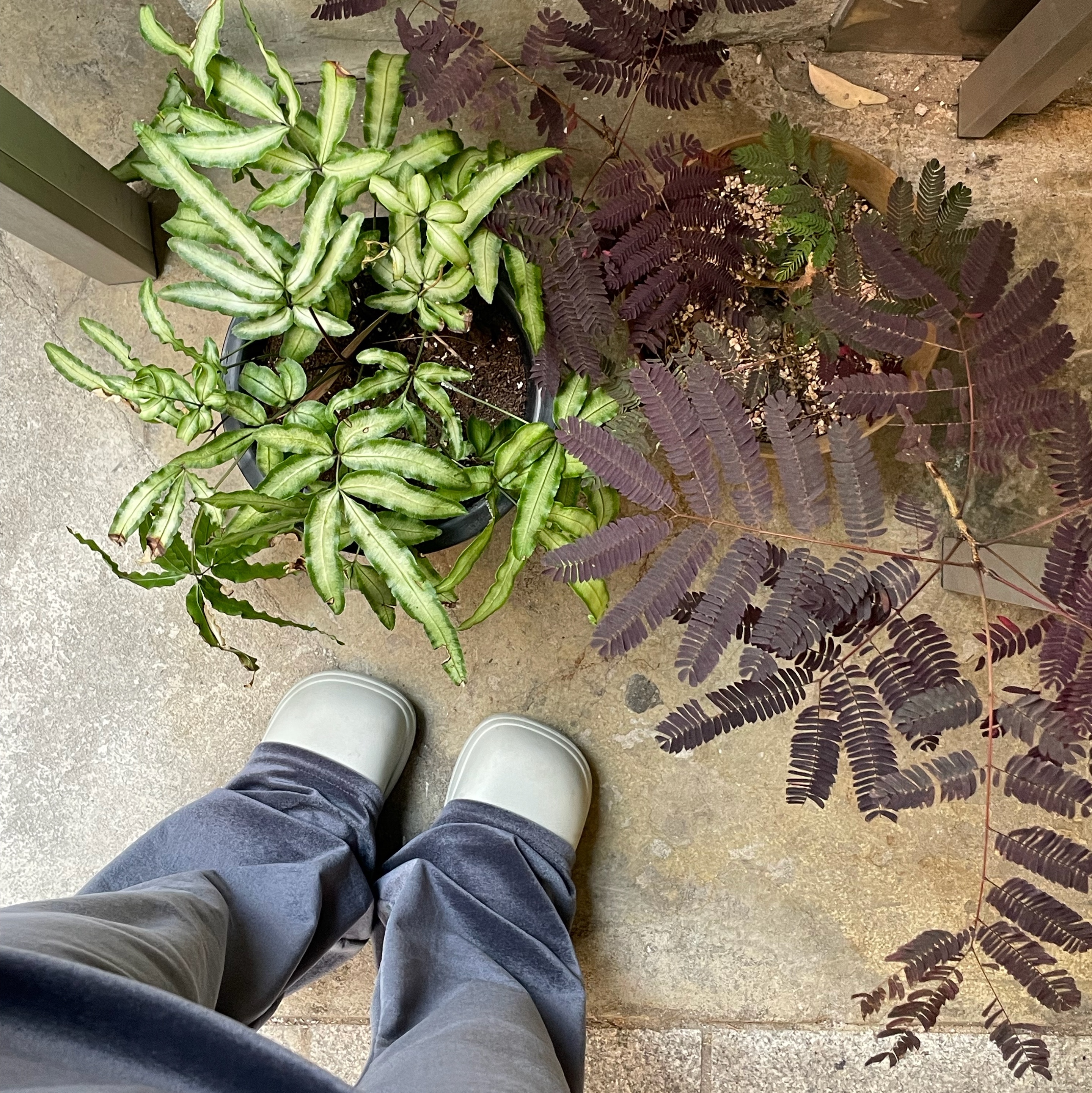 (W) Rockfishweatherwear Hayden Clog Sage 착용 스타일 - 6