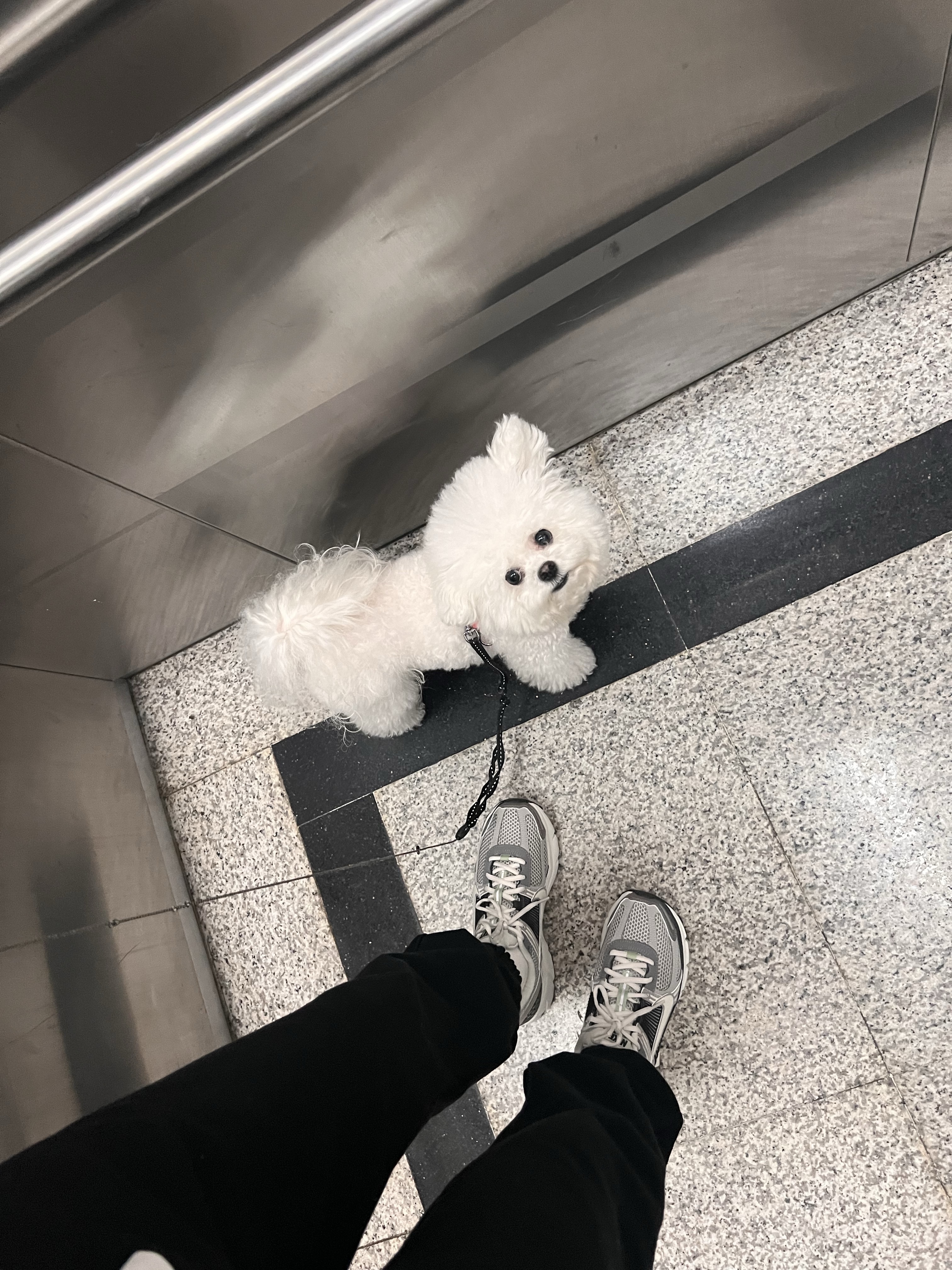 (W) 나이키 줌 보메로 5 코블스톤 앤 플랫 퓨터 착용 스타일