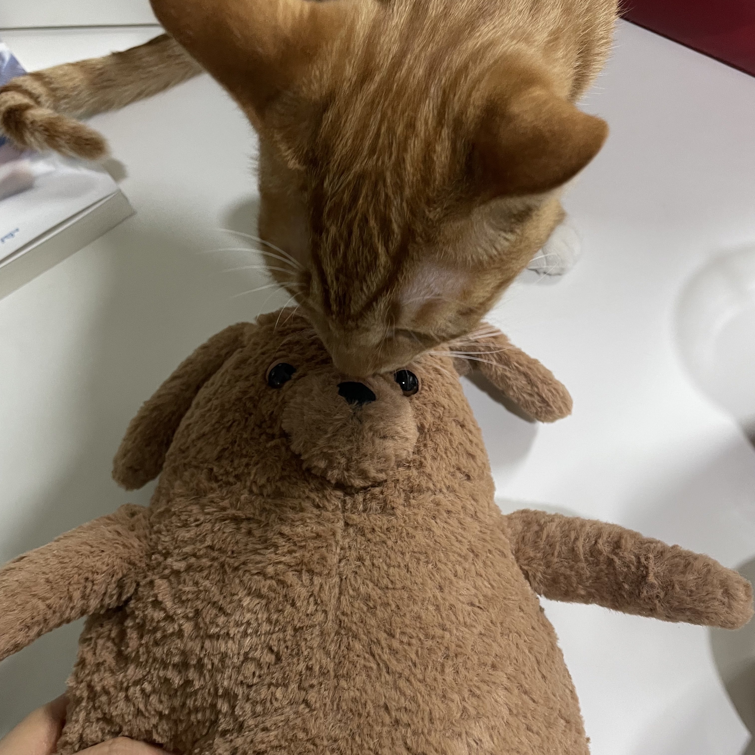 Jellycat Amore Dog Brown 착용 스타일 - 10