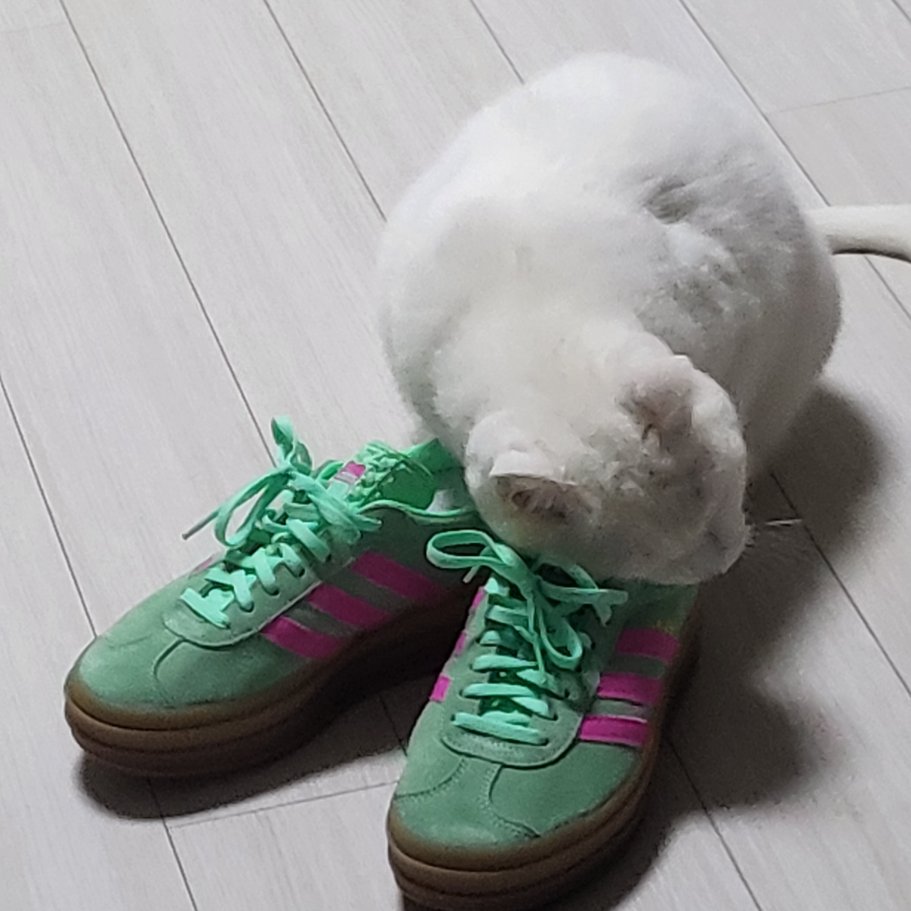 (W) Adidas Gazelle Bold Pulse Mint Pink 착용 스타일 - 2
