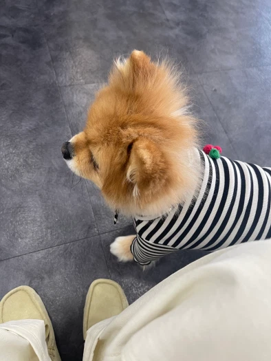 스타일 카드