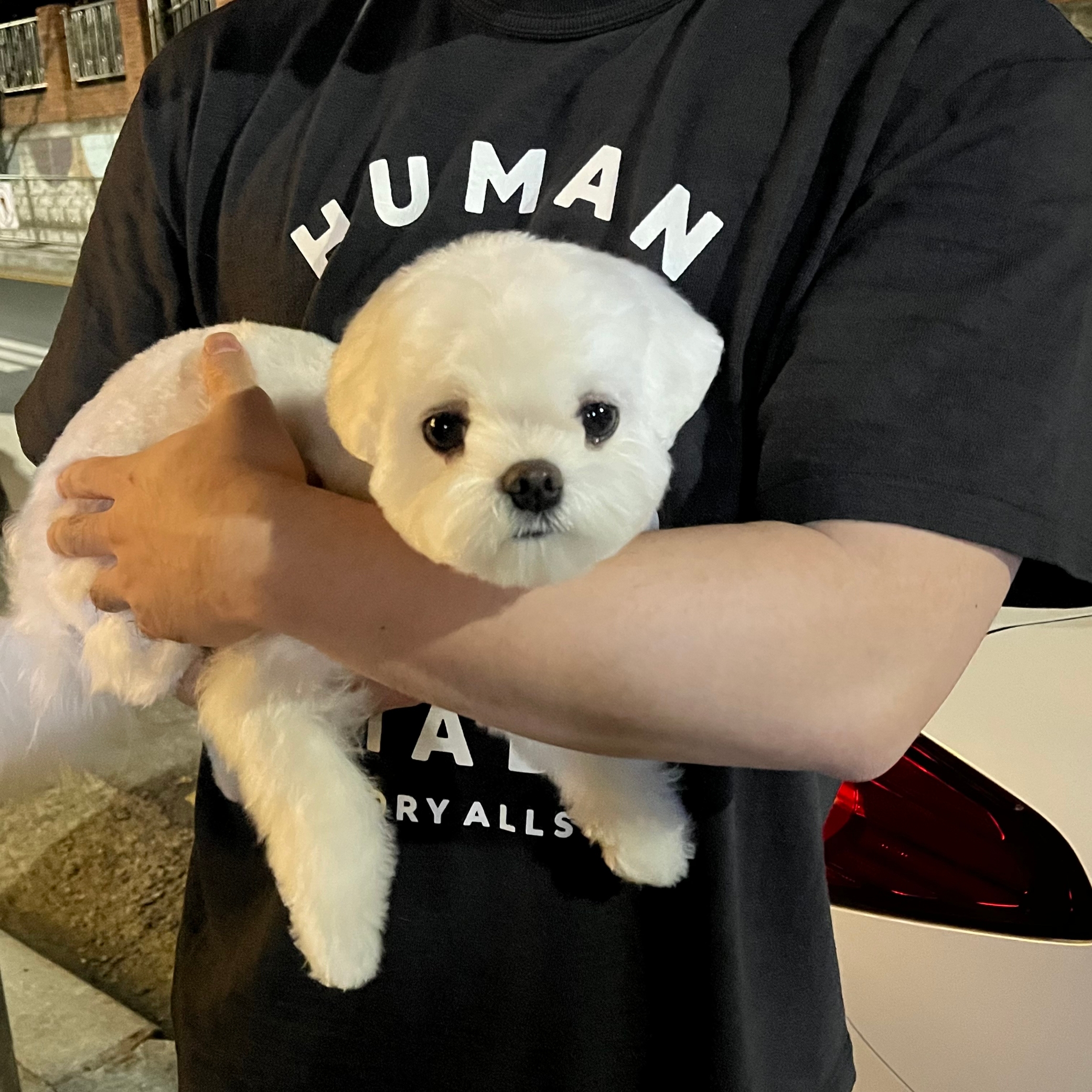 Human Made Worksout 20th Anniversary Jindo Dog Graphic T-Shirt Black 착용 스타일 - 2