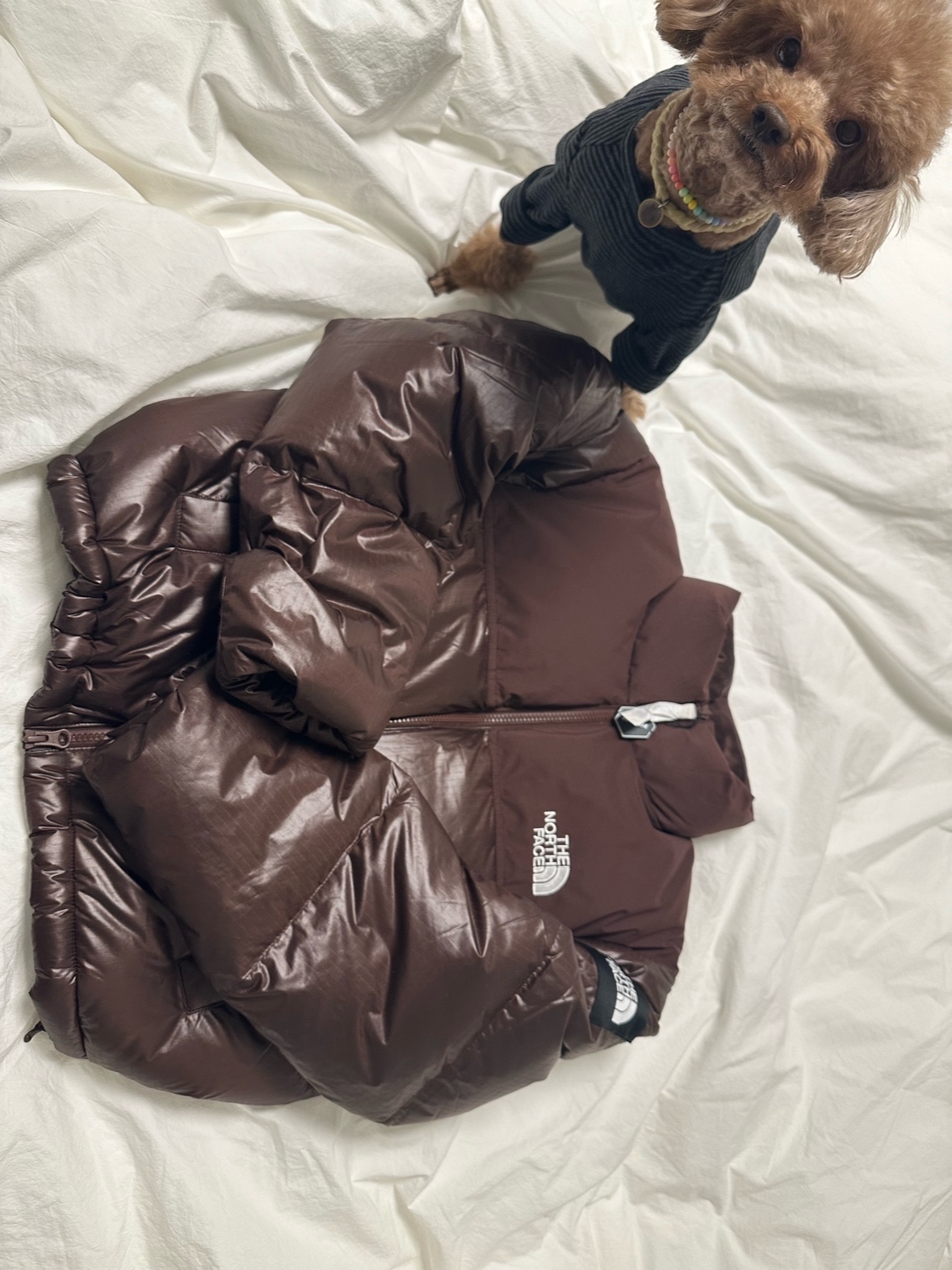 (W) The North Face White Label Novelty Nuptse Down Jacket Cocoa Brown 착용 스타일