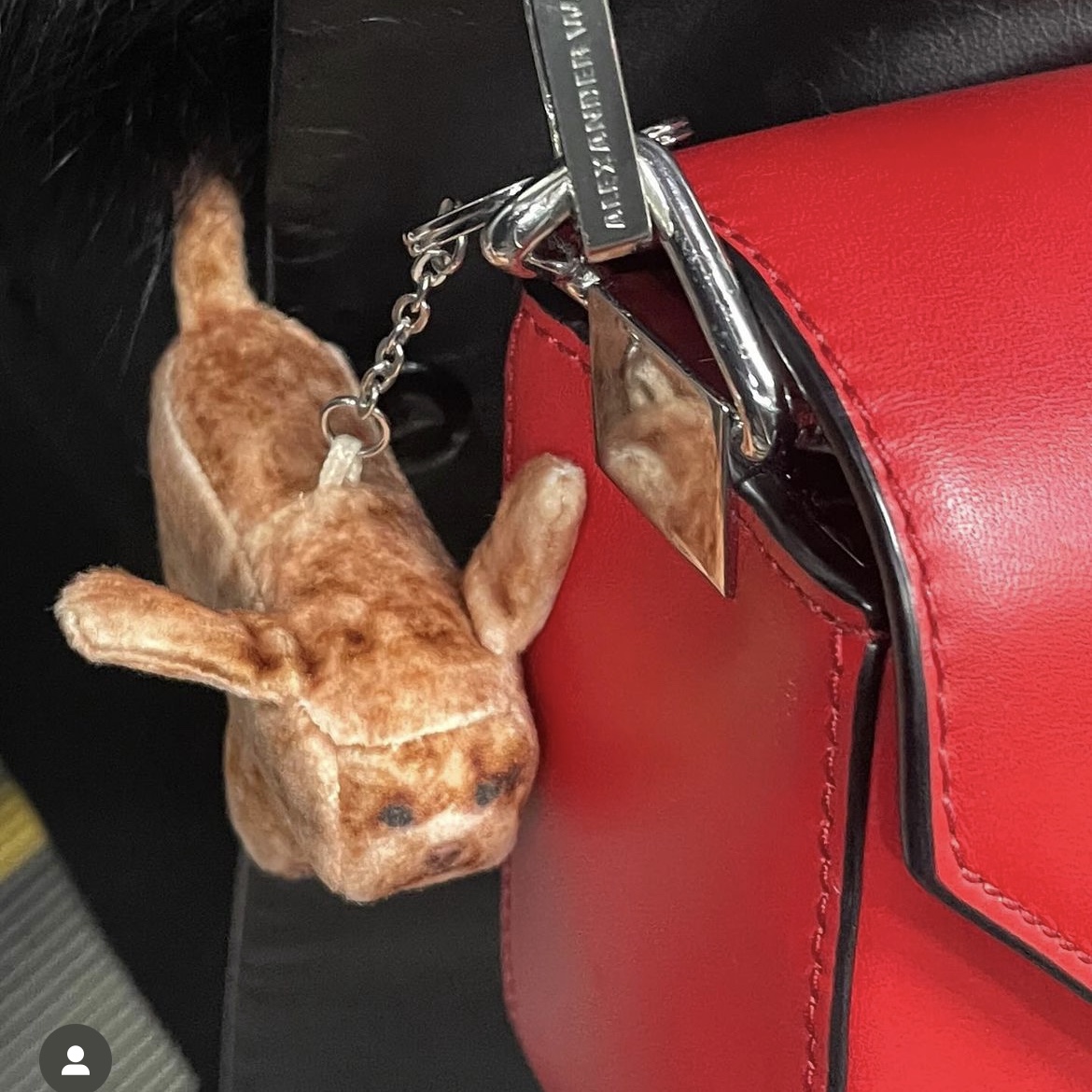 Soft Thumbnail Coco, Poodle 착용 스타일