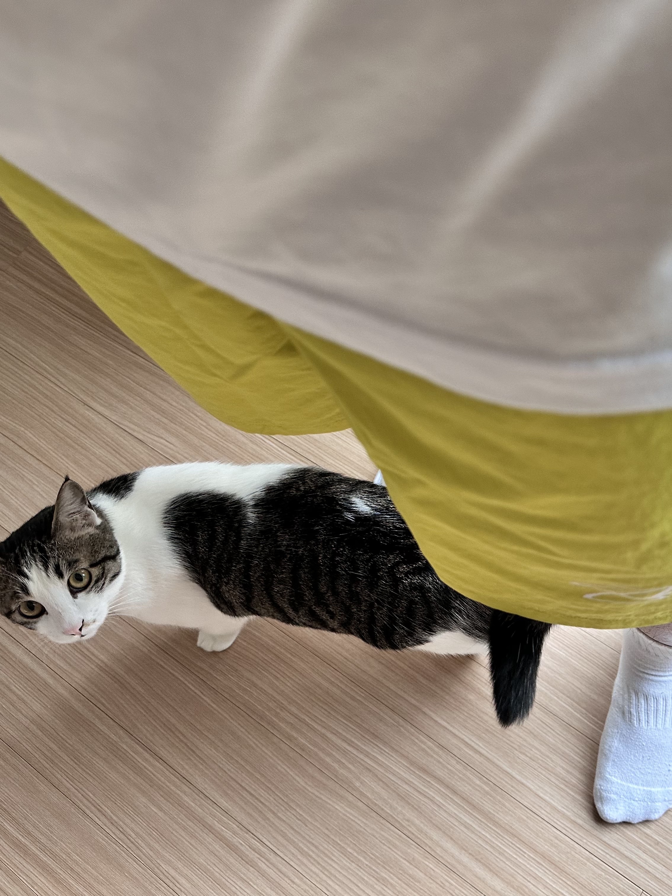 Nike x Stussy Shorts High Voltage (FJ9167-344), Human Made T-Shirts White (3 Pack) 착용 스타일 - 2