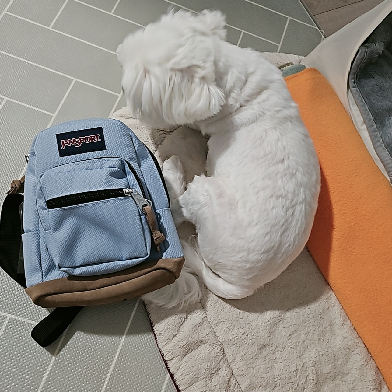 Jansport Right Pack Backpack Blue Dusk 착용 스타일 - 1