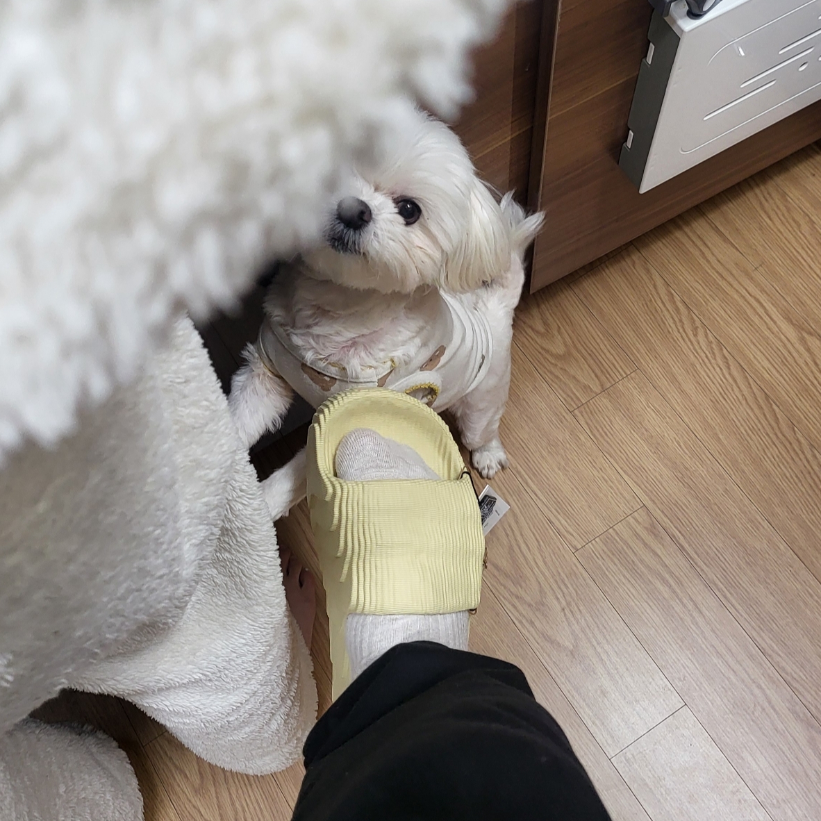 Adidas Adilette 22 Desert Sand 착용 스타일 - 2