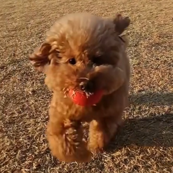 Converse x Ader Error Chuck 70 High White 착용 스타일 - 2