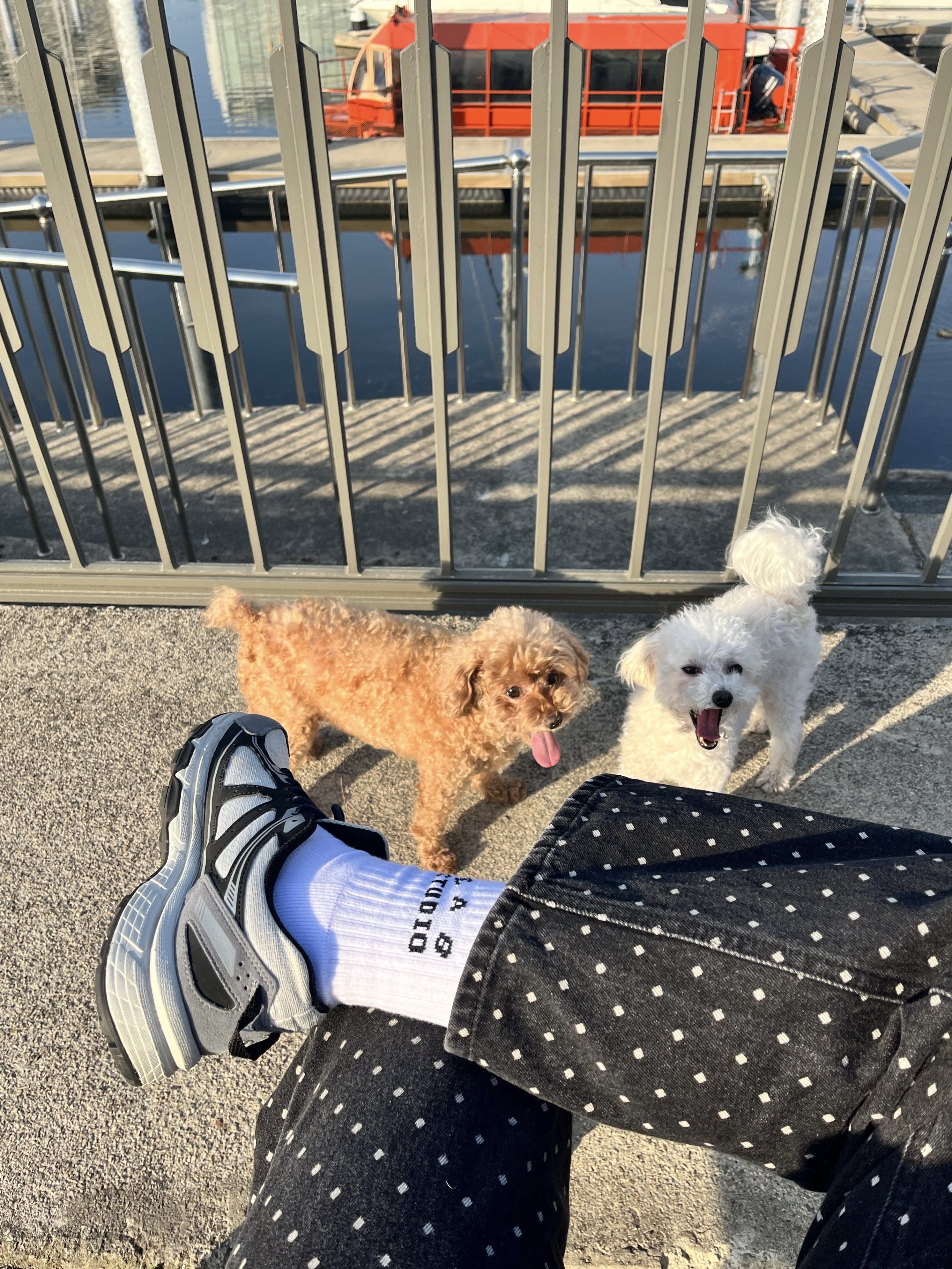 IAB Studio Socks White (5 Pack) 착용 스타일