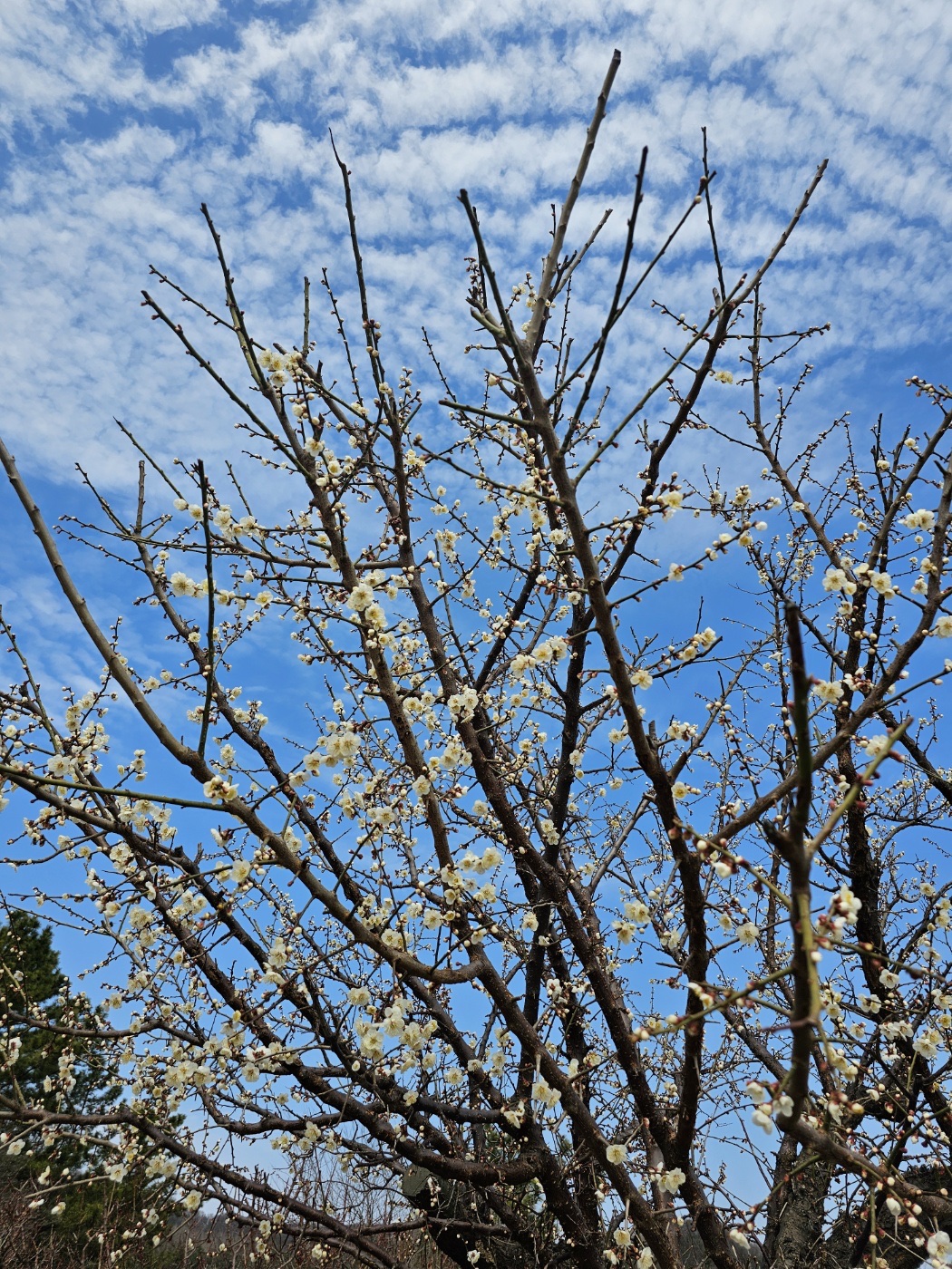 Adidas Samba Vegan White Black 착용 스타일 - 10