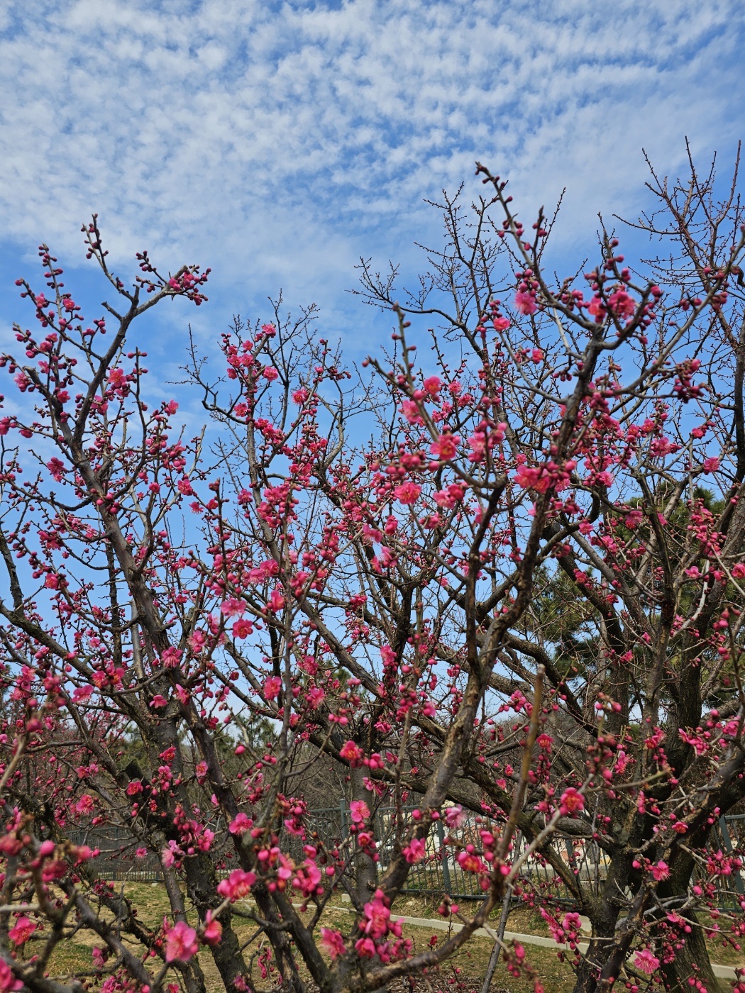 Adidas Samba Vegan White Black 착용 스타일 - 9