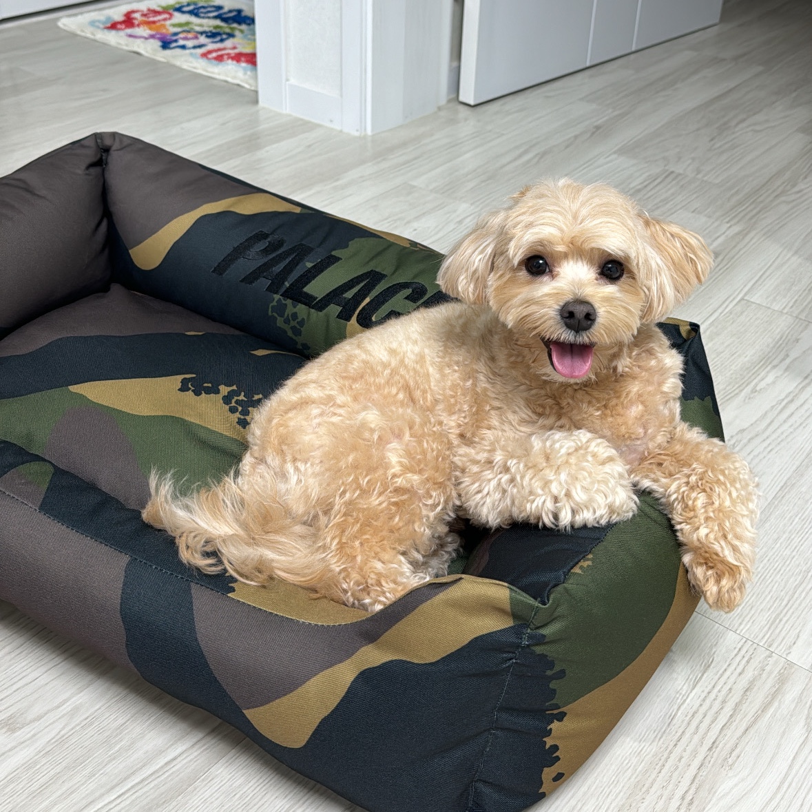 Palace Dog Bed Camo - 24FW 착용 스타일