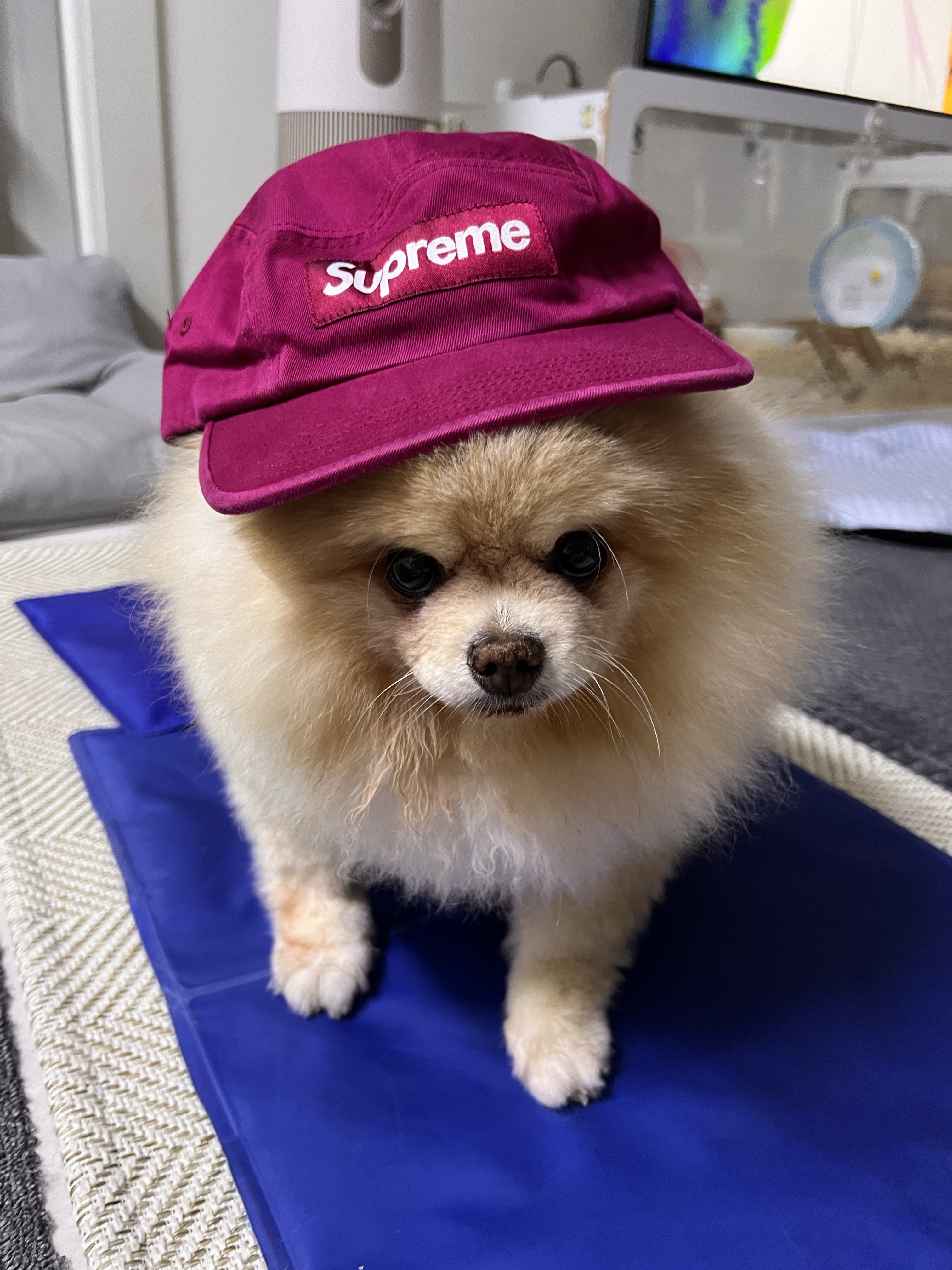Supreme Washed Chino Twill Camp Cap Cranberry - 24FW 착용 스타일