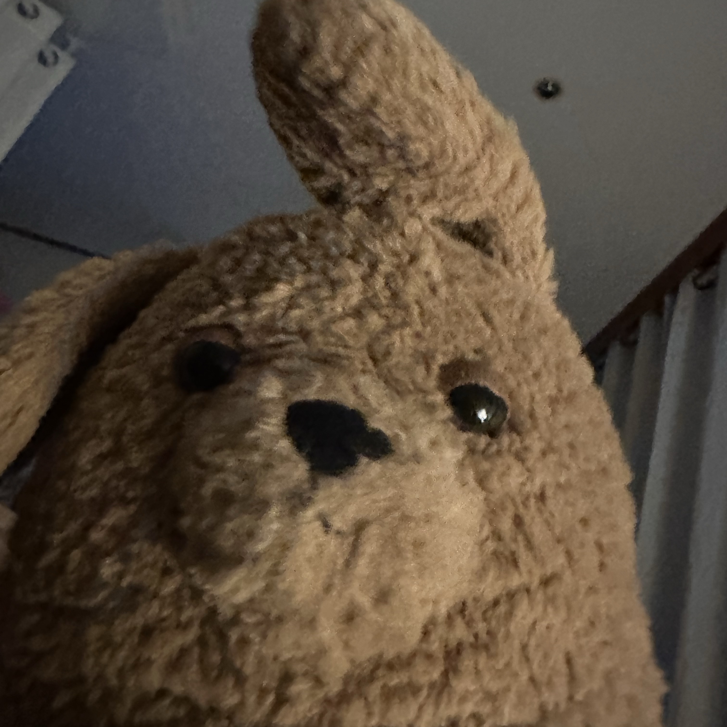 Jellycat Amore Dog Brown 착용 스타일