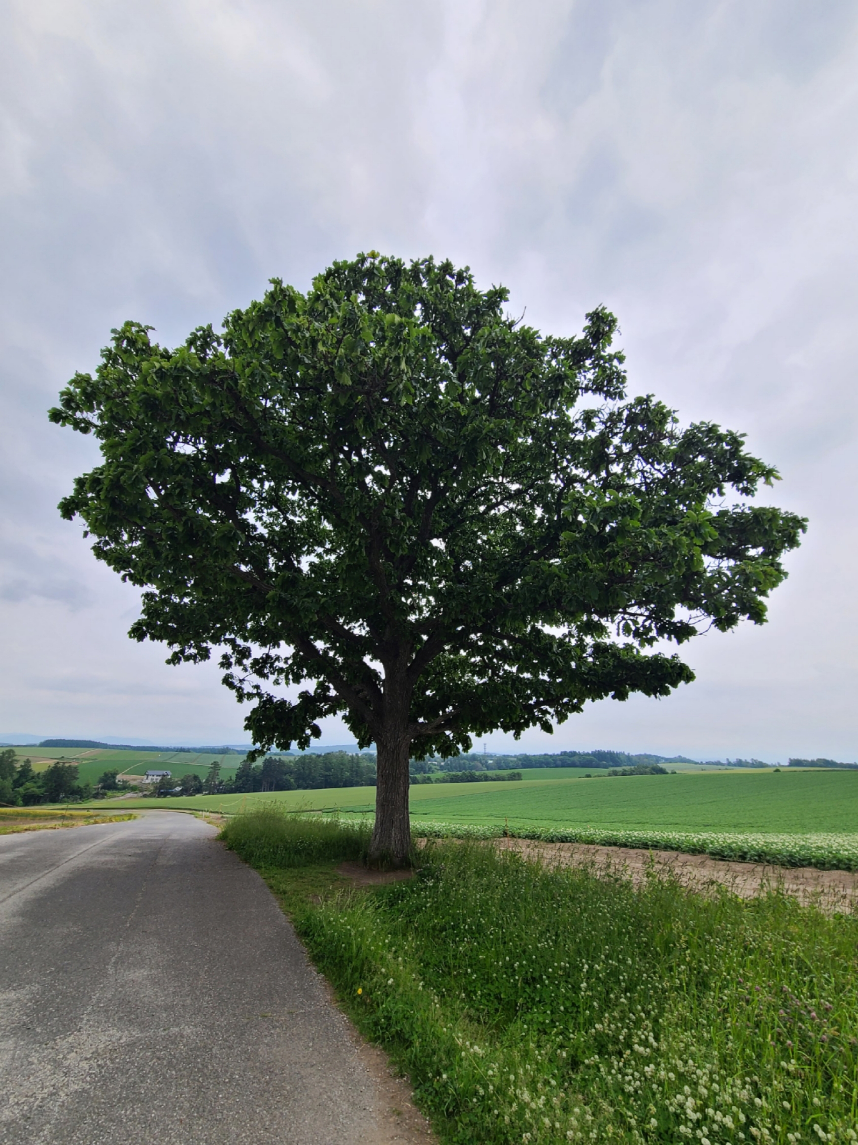 Hall Of Fame님의 스타일 - 4