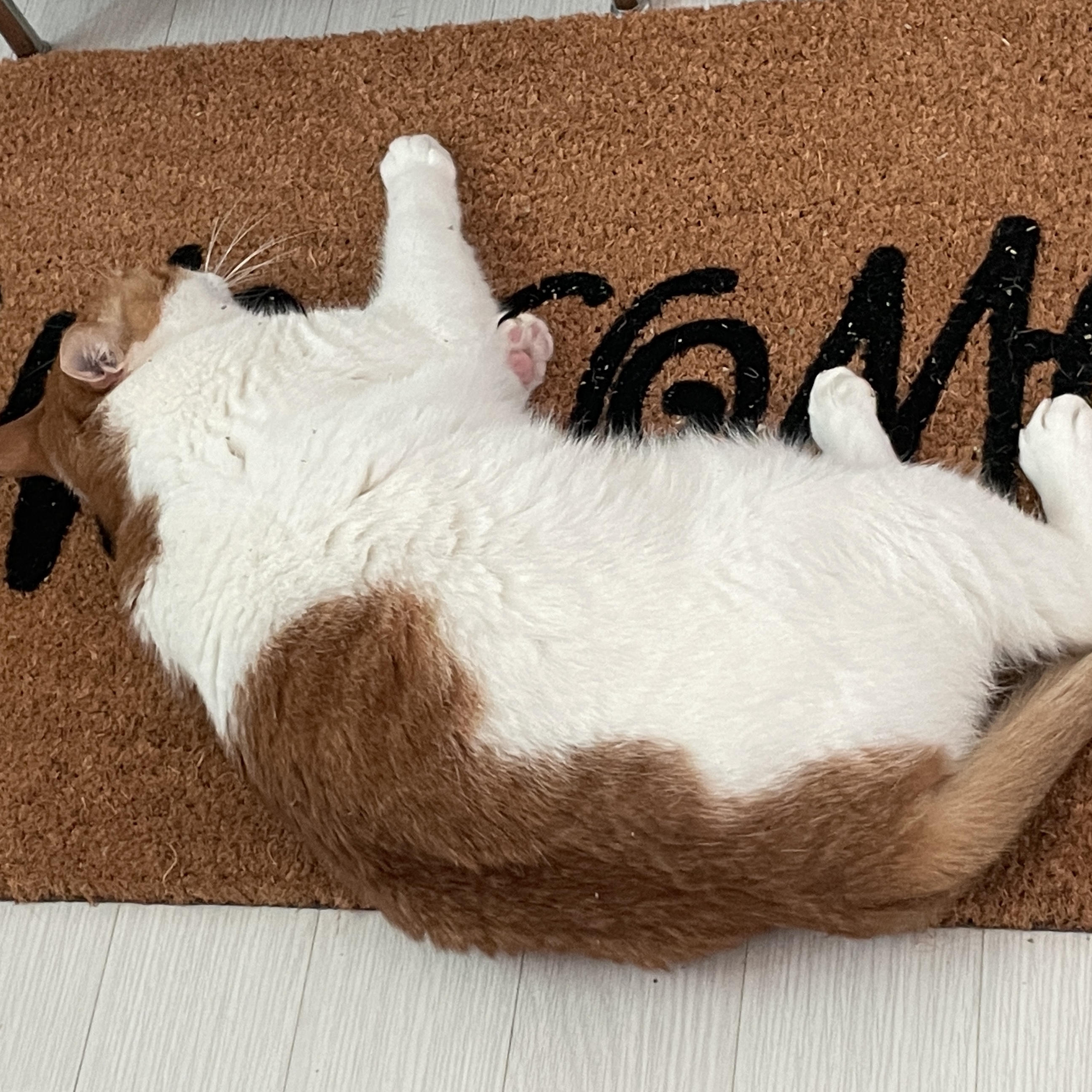 Stussy Welcome Mat Cocoa 착용 스타일