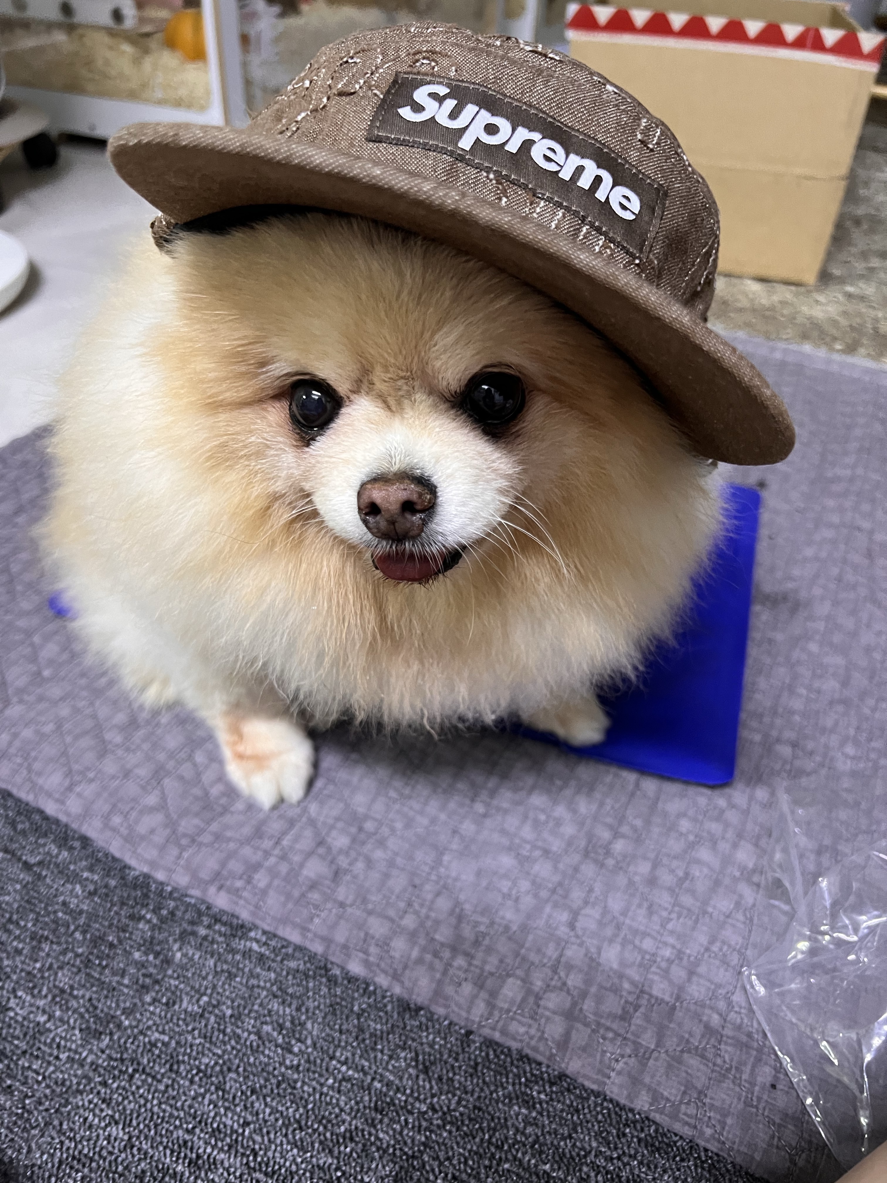 Supreme Lasered Denim Camp Cap Brown - 24FW, Supreme Lasered Denim Camp Cap Pink - 24FW 착용 스타일 - 2