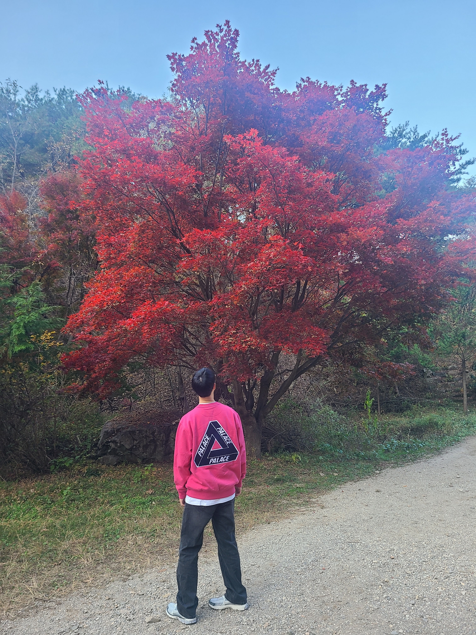 Palace Chenille Tri-Ferg Crew Berry Red - 24FW 착용 스타일 - 1