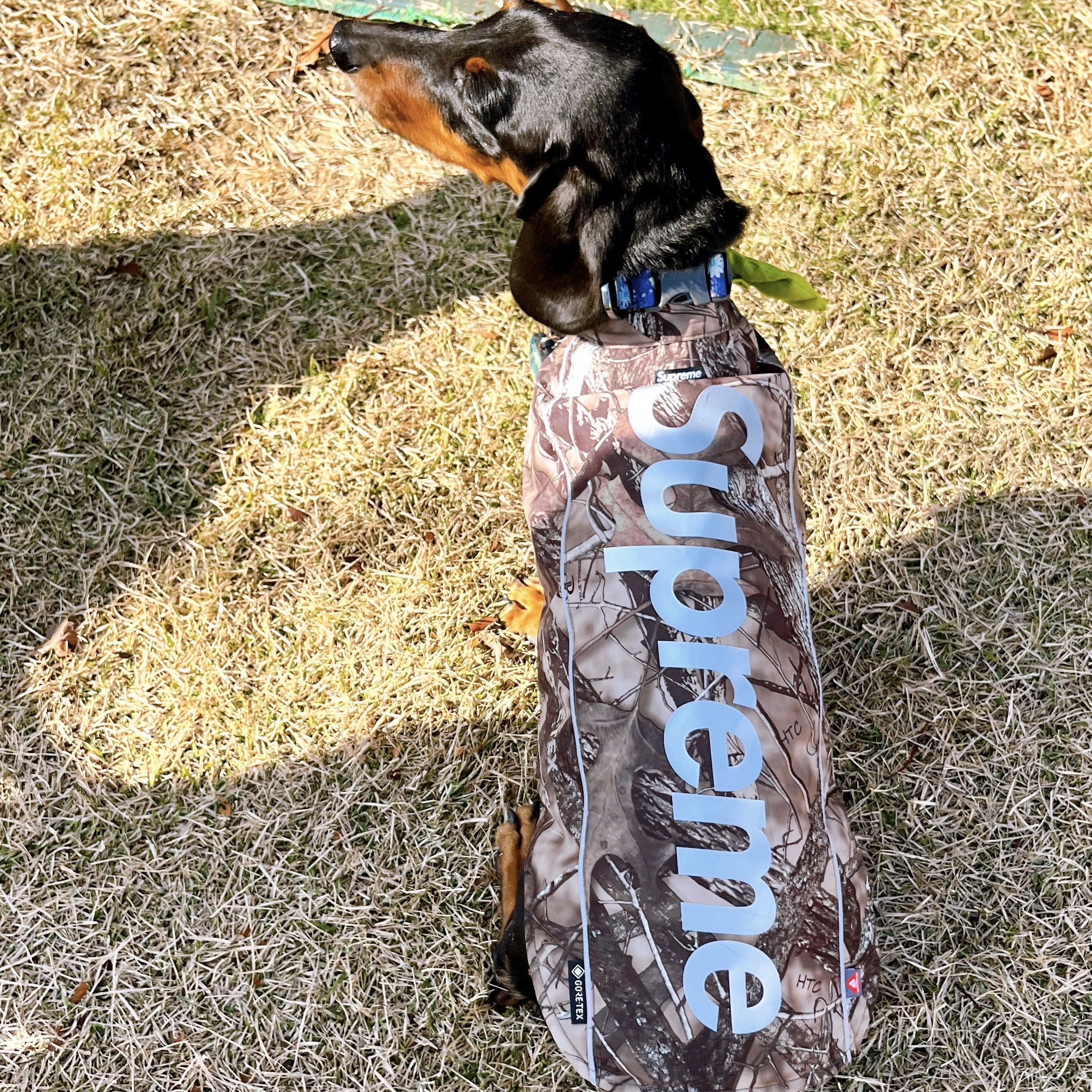 Supreme Gore-Tex Dog Jacket TrueTimber HTC Fall Camo - 24FW 착용 스타일