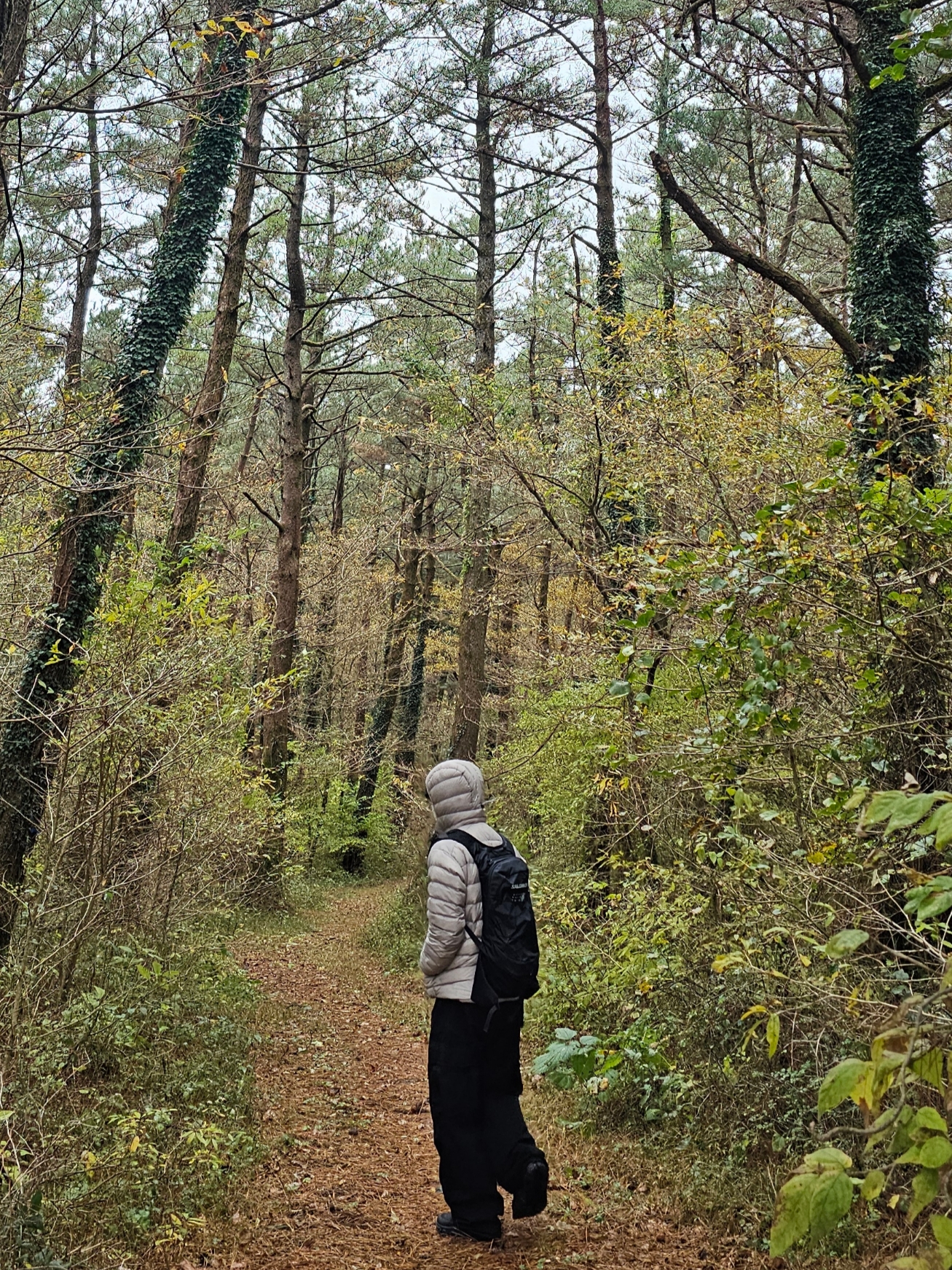 Arc'teryx Cerium Hoody Rune 착용 스타일 - 3