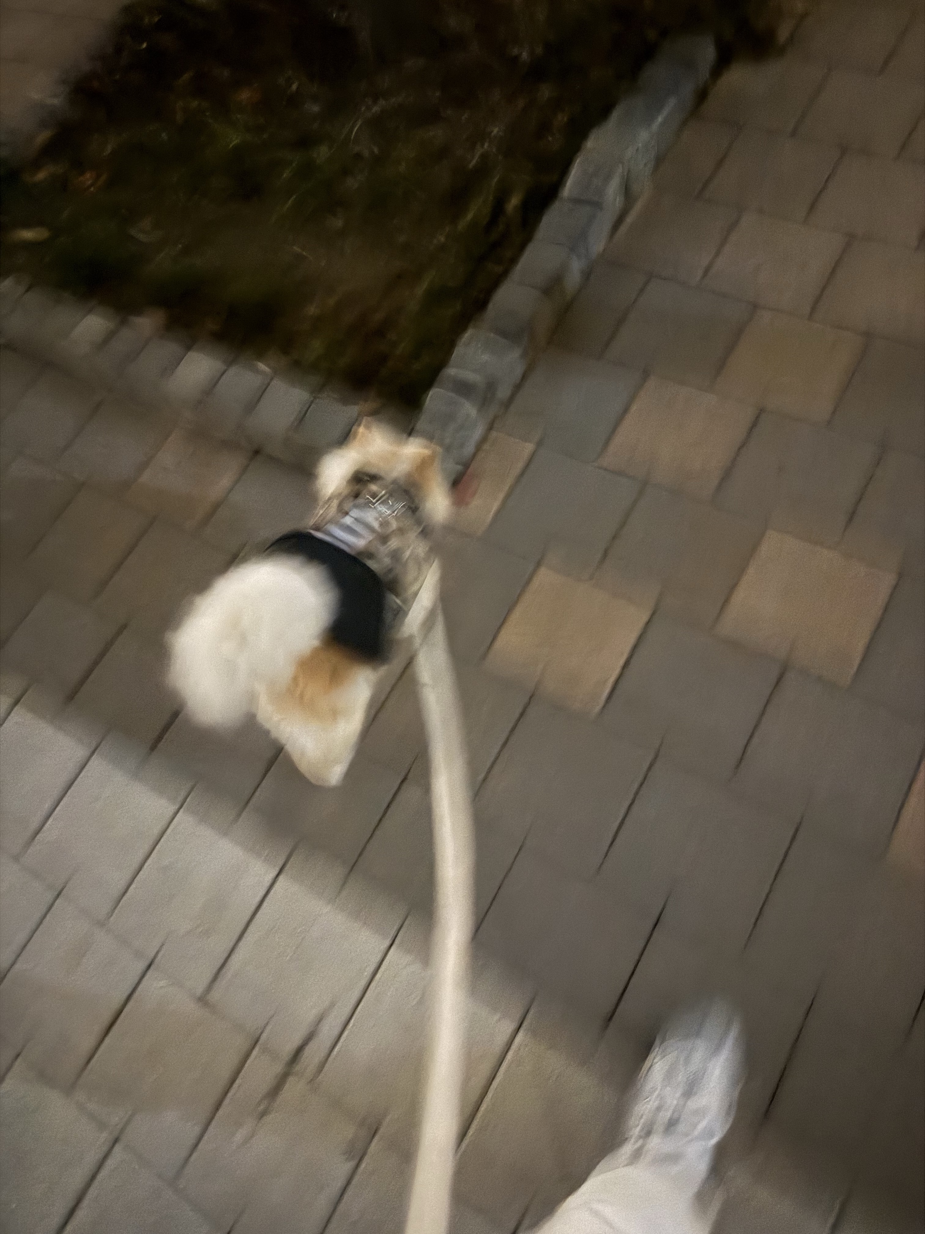 Supreme Gore-Tex Dog Jacket TrueTimber HTC Fall Camo - 24FW 착용 스타일 - 3