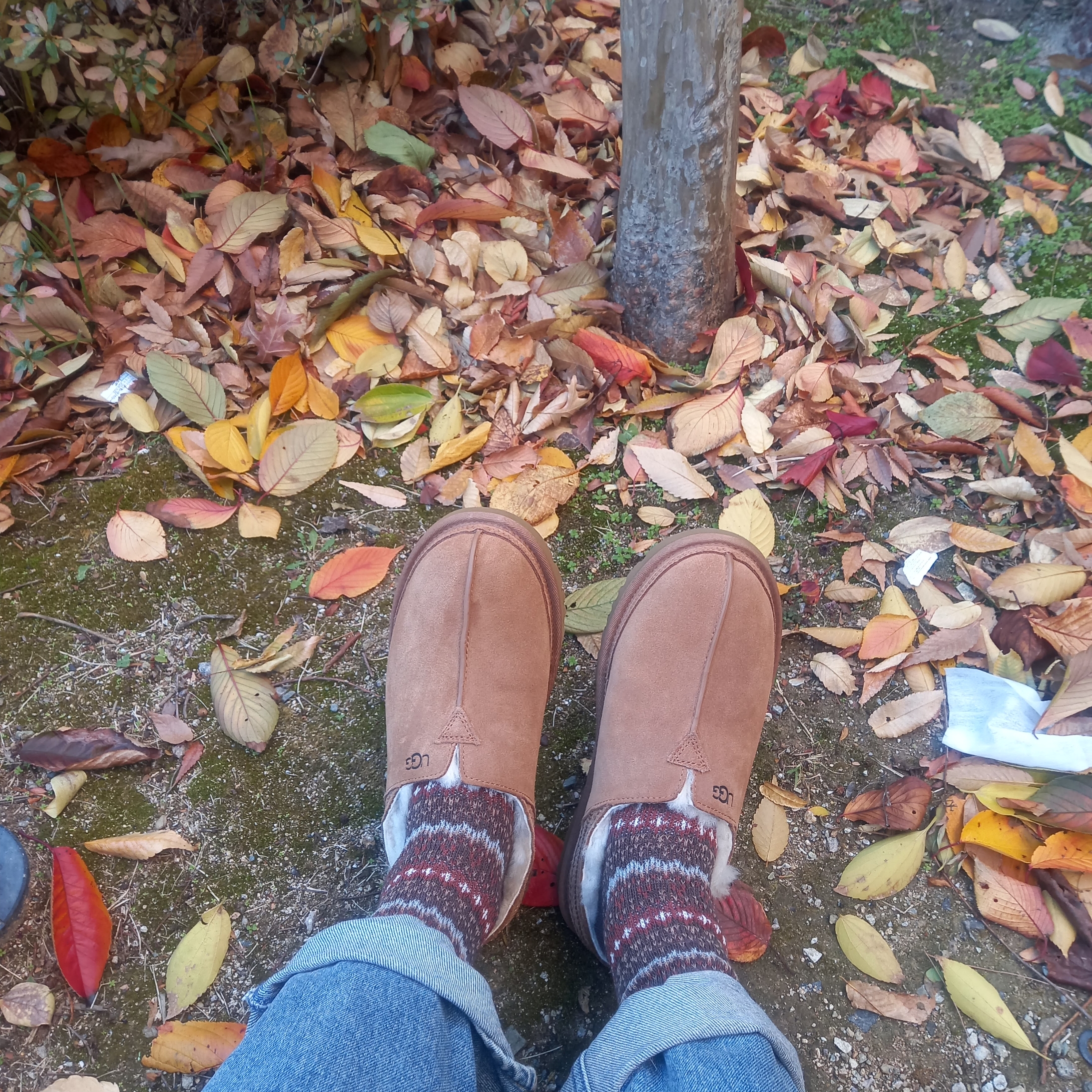 UGG Neuman Chestnut 착용 스타일 - 2