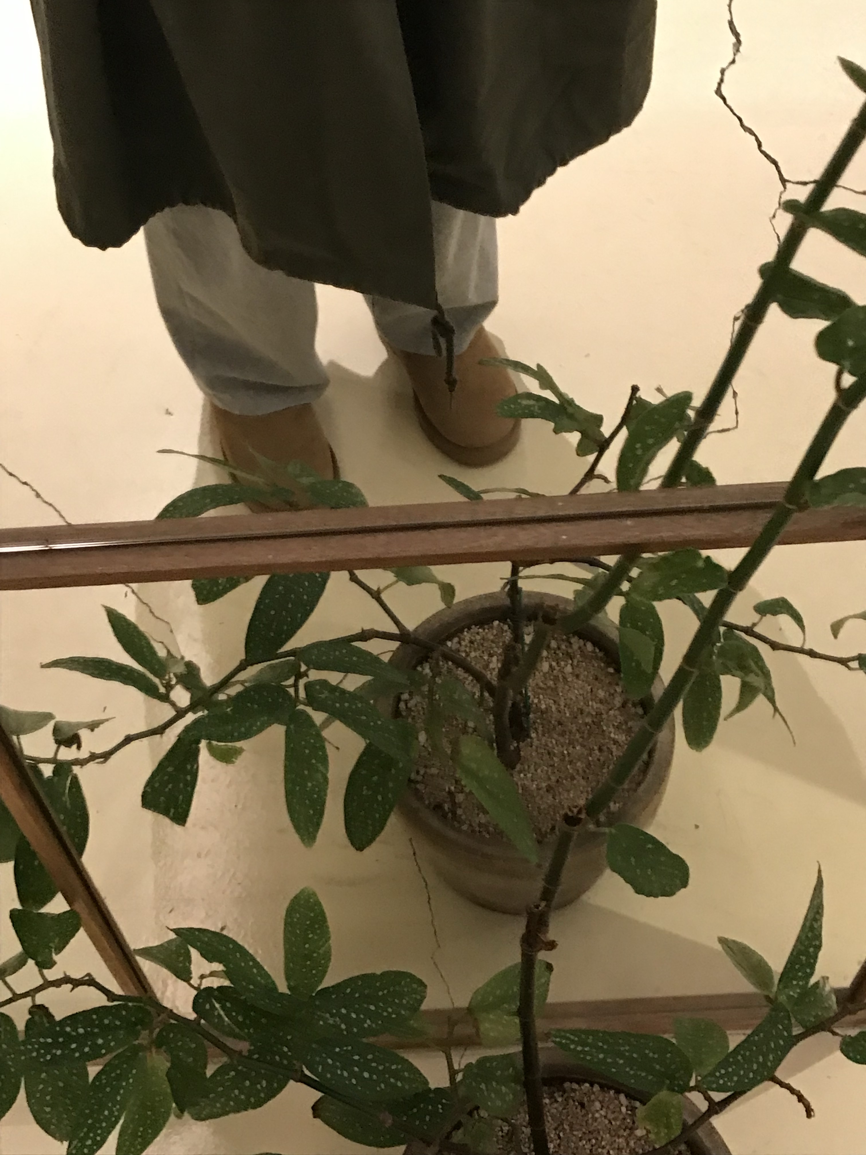 (W) UGG Classic Ultra Mini Platform Boots Chestnut 착용 스타일 - 4