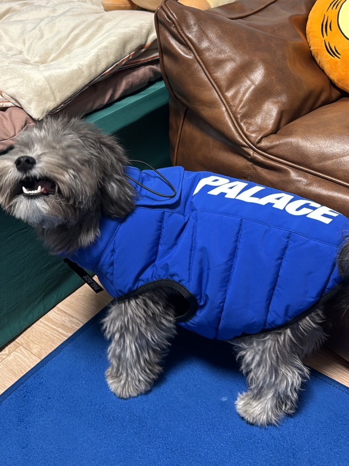 Palace Dog Puffa Blue - 24FW 착용 스타일